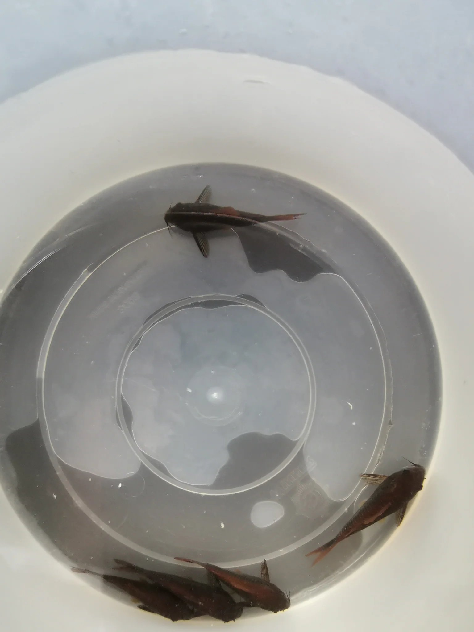 Corydoras Venezuela Black 3-4cm x 5pc