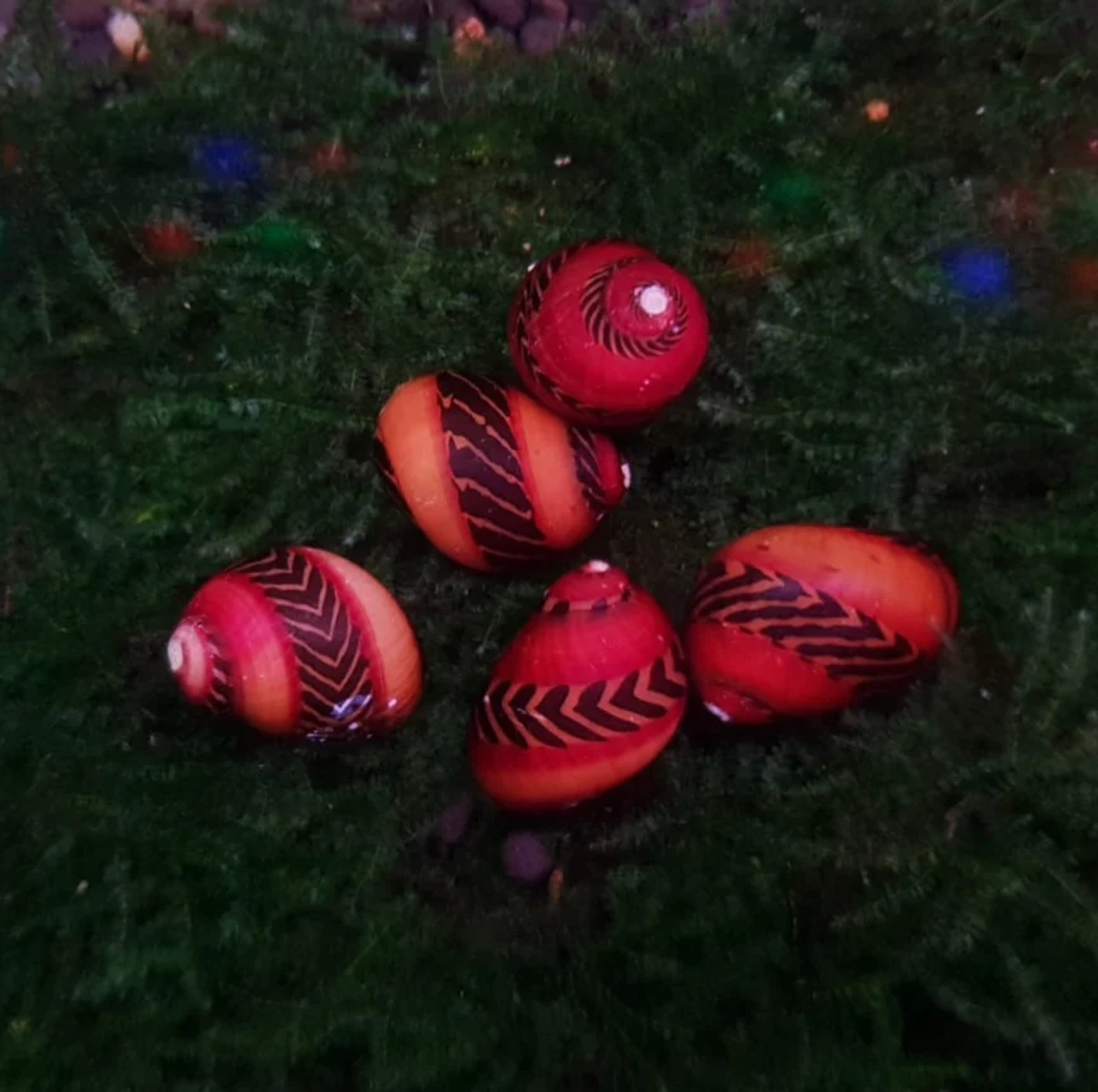 Red Nerite snail