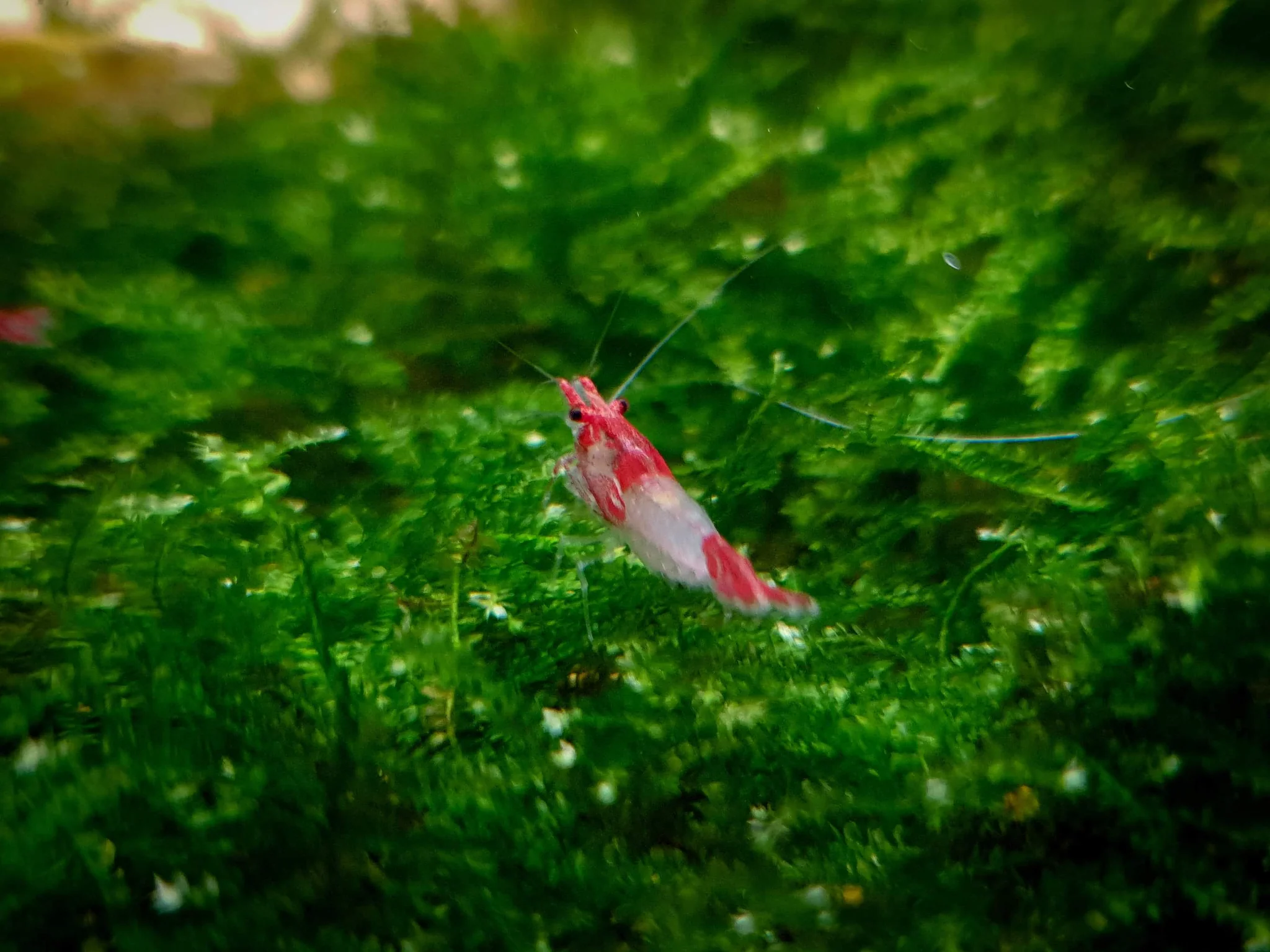 Red rili shrimp 1-1.5cm