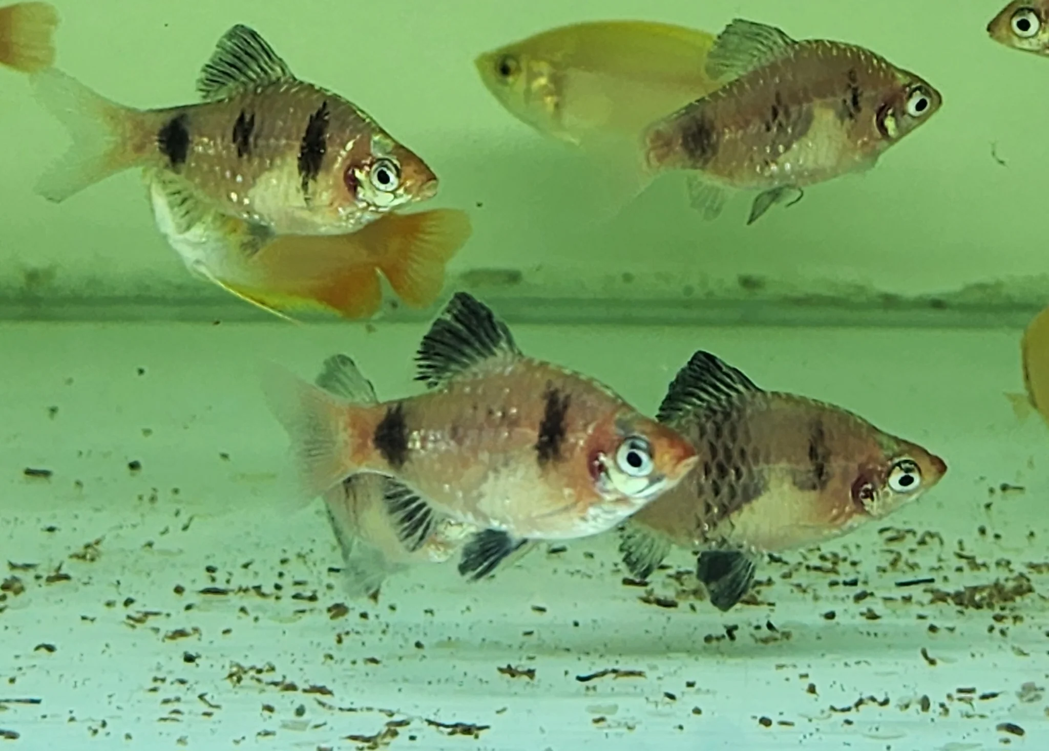 Black ruby barb 3cm