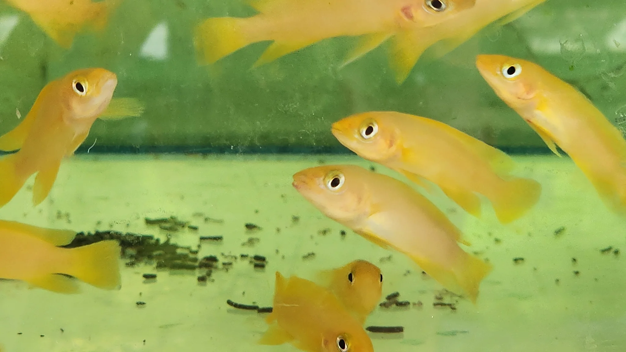 Lemon cichlid 4cm