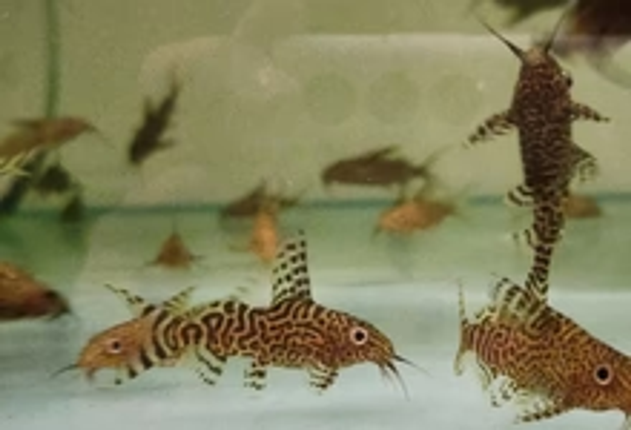 Synodontis nigriventis 3-4cm x 5pc