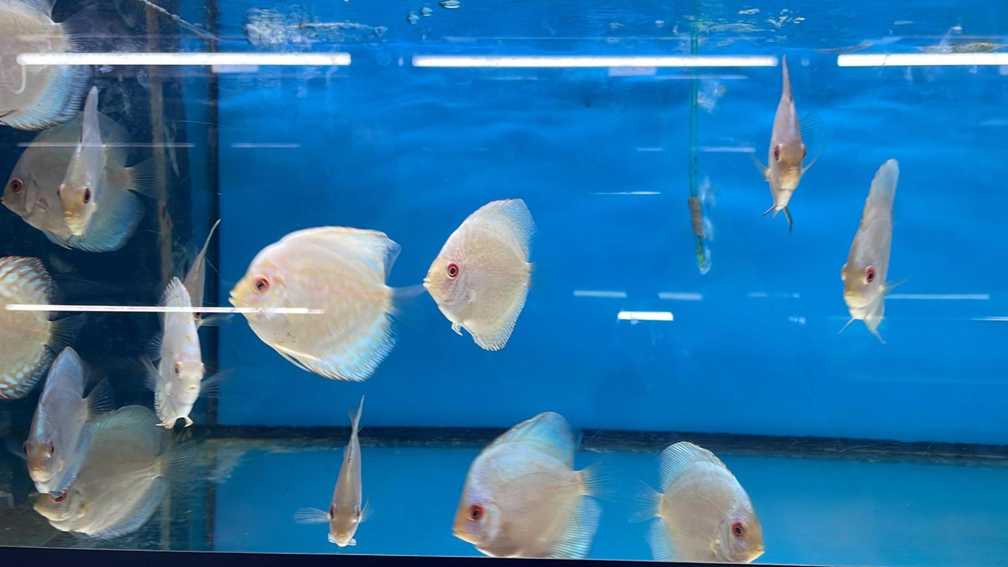 Discus (DD1260)