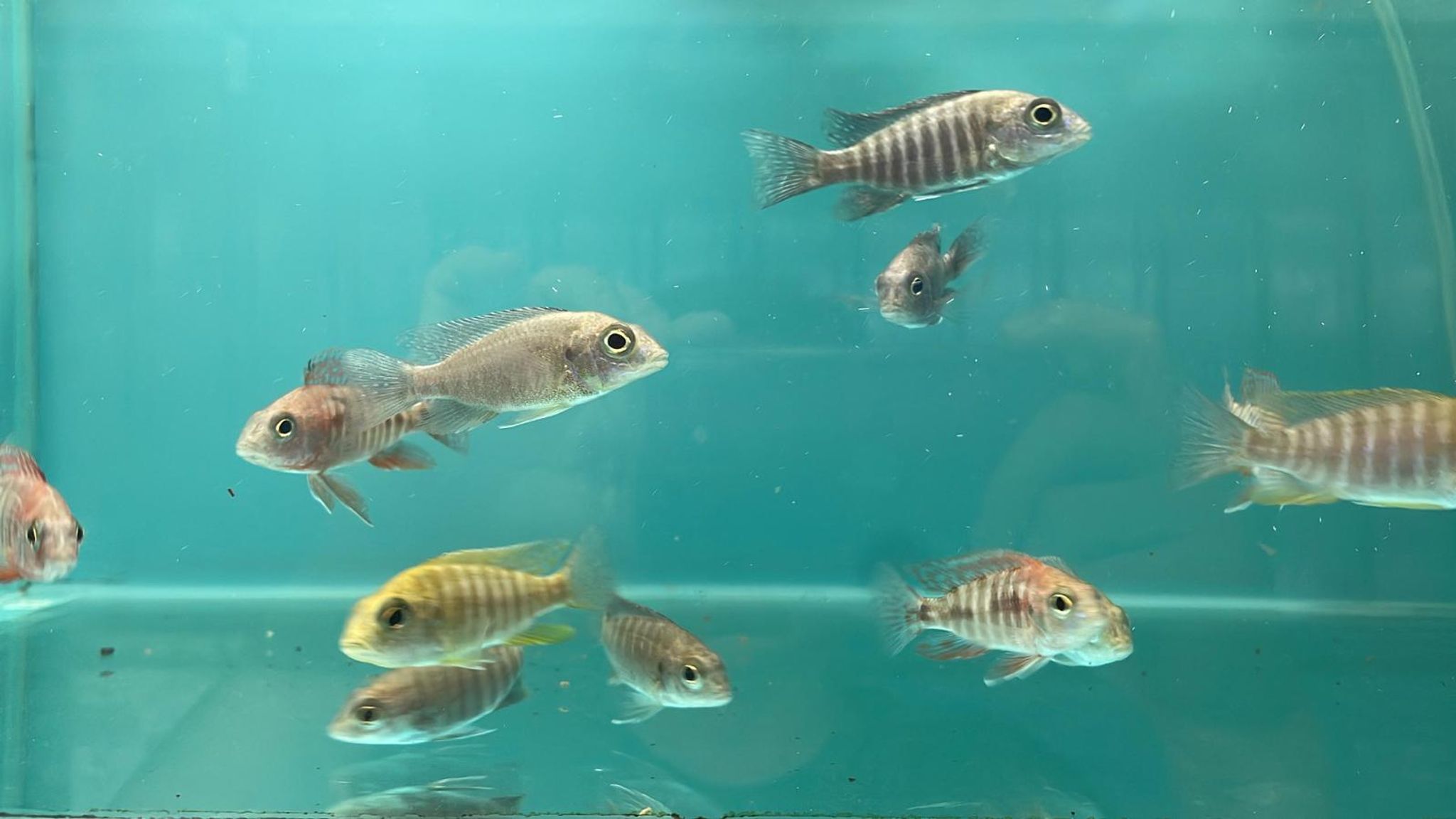 Assorted Peacock (CC6102)