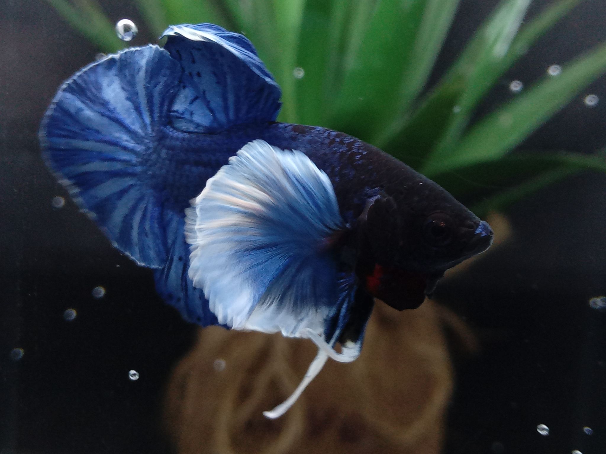 DUMBO ELEPHANT EAR BLUE BETTA FISH