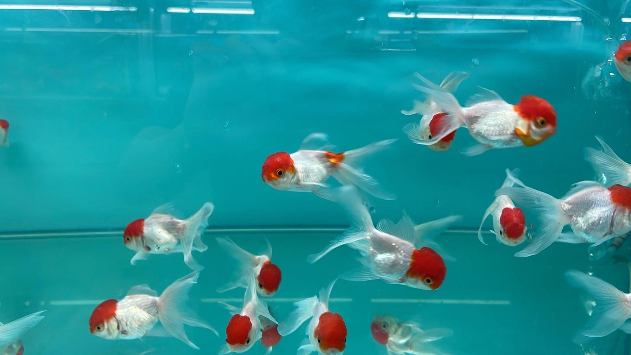 Red Cap Oranda GG-0332