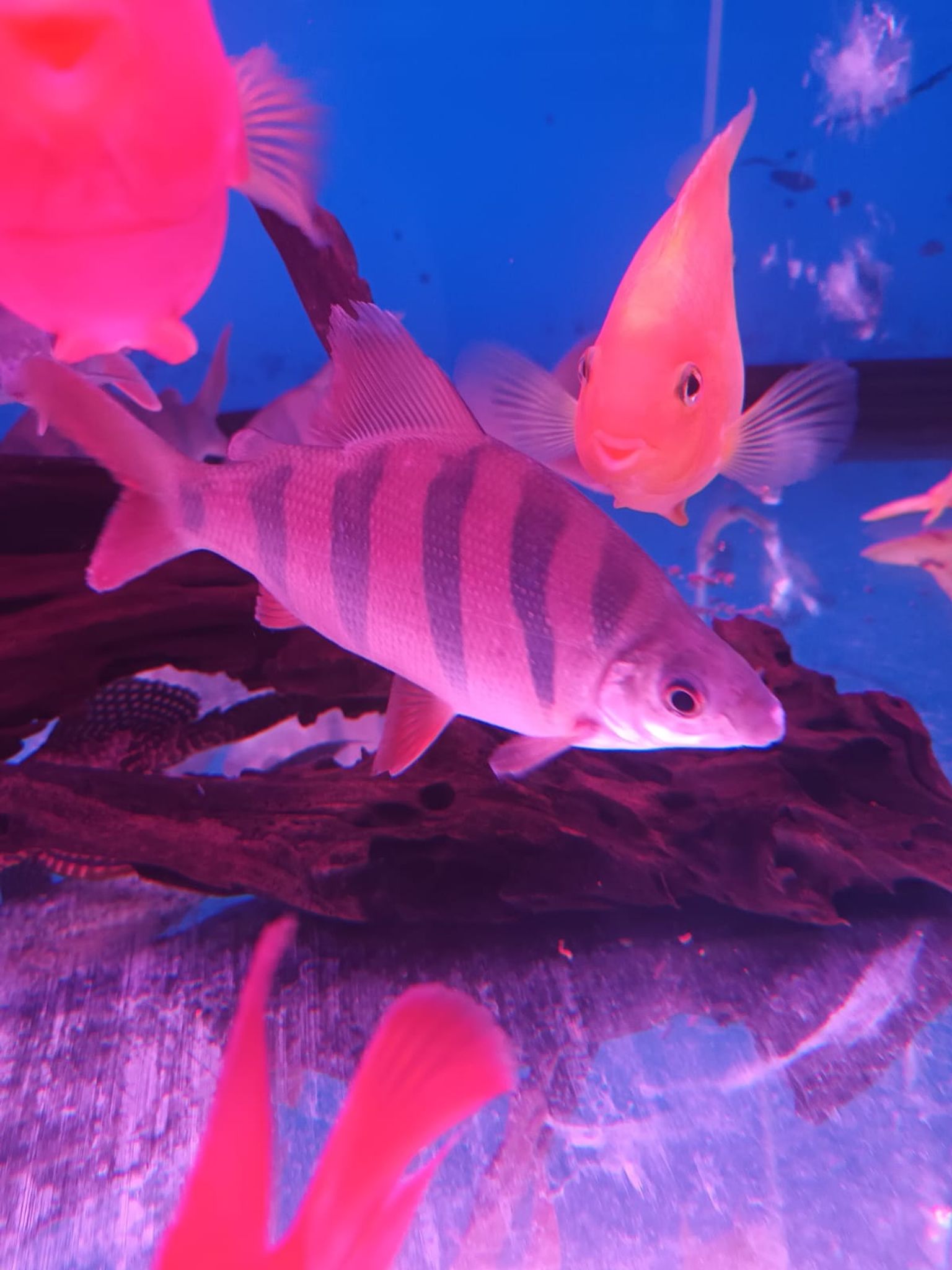 Six barred distichodus