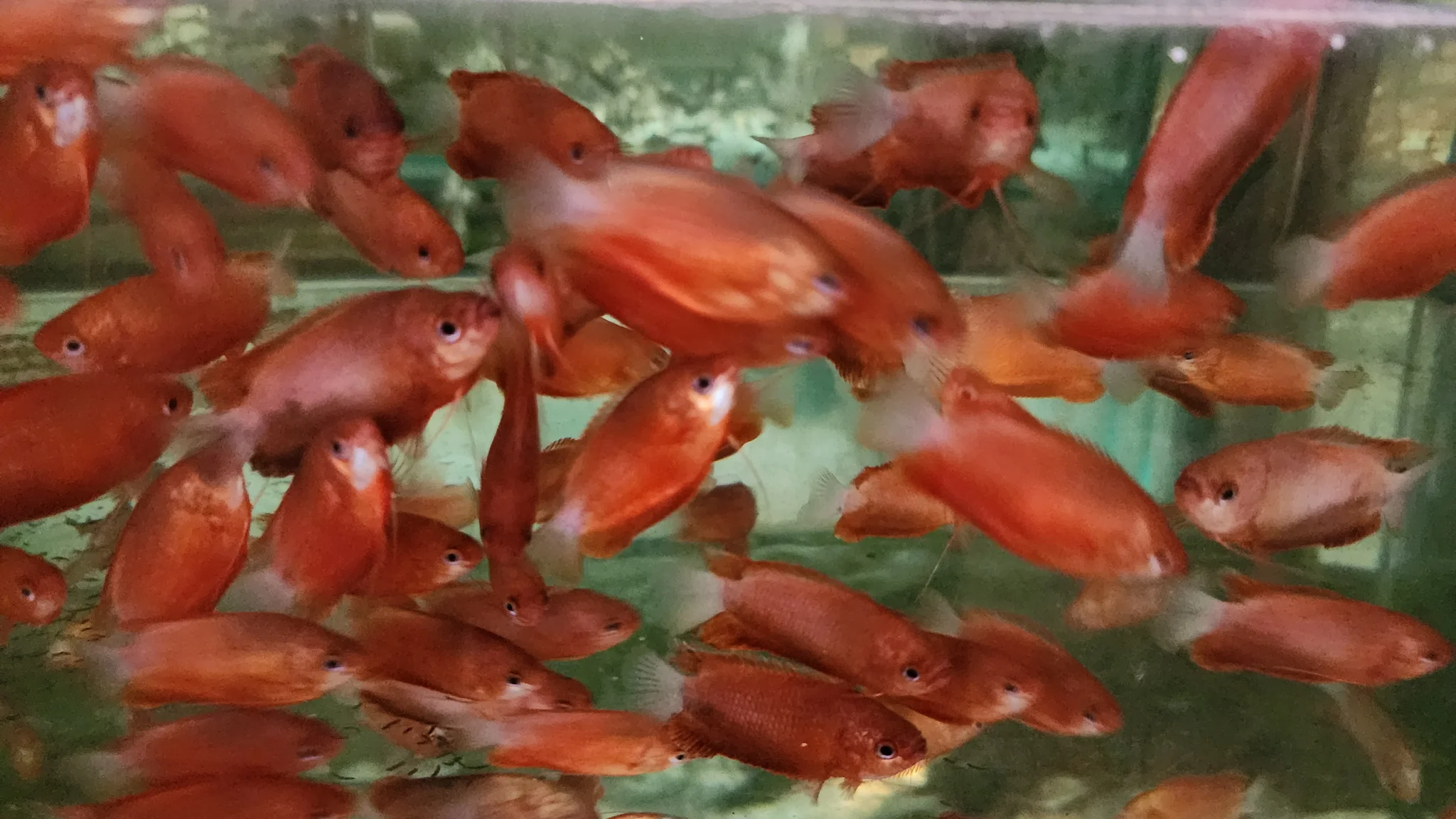 Red honey gourami 3-4cm