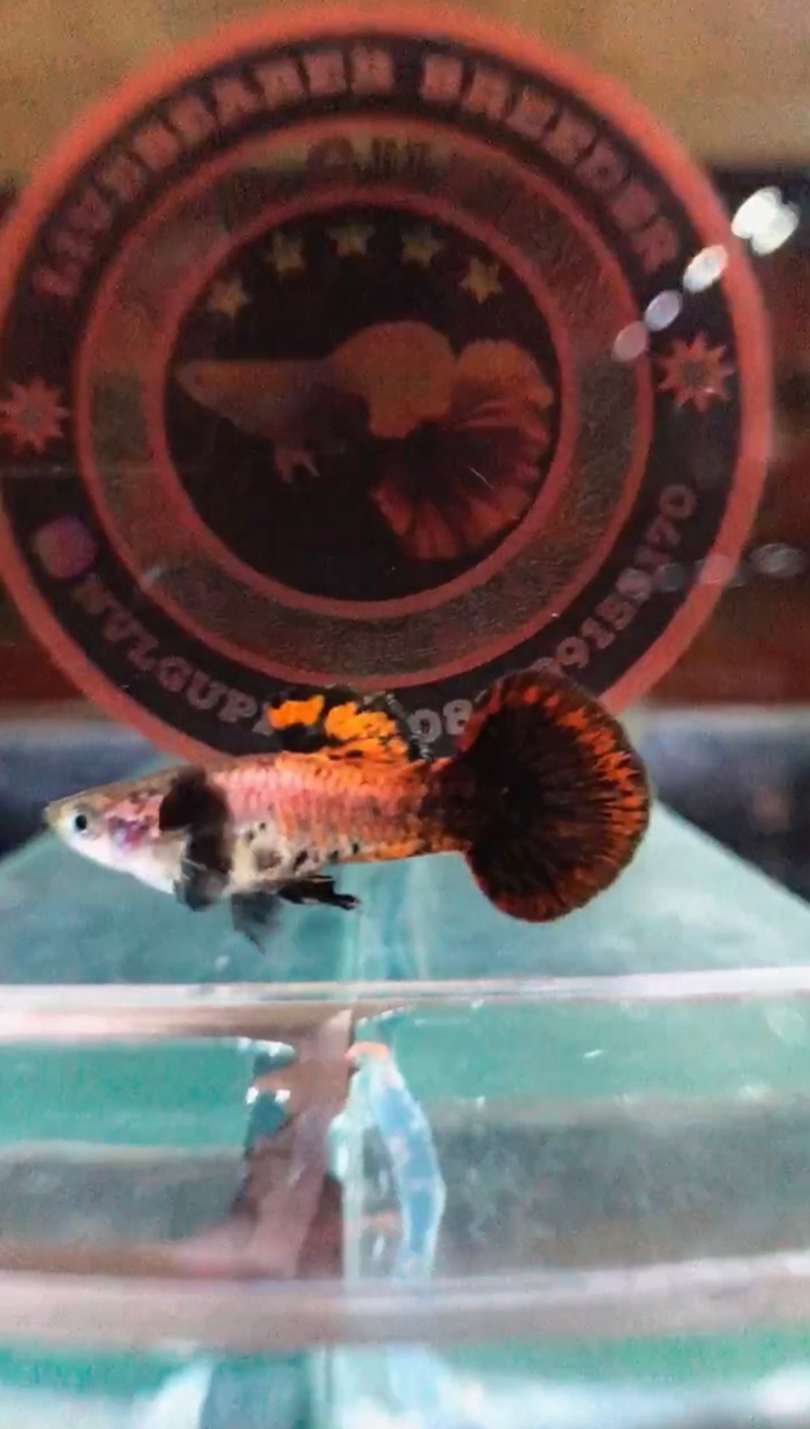Magenta Round Tail rare strain