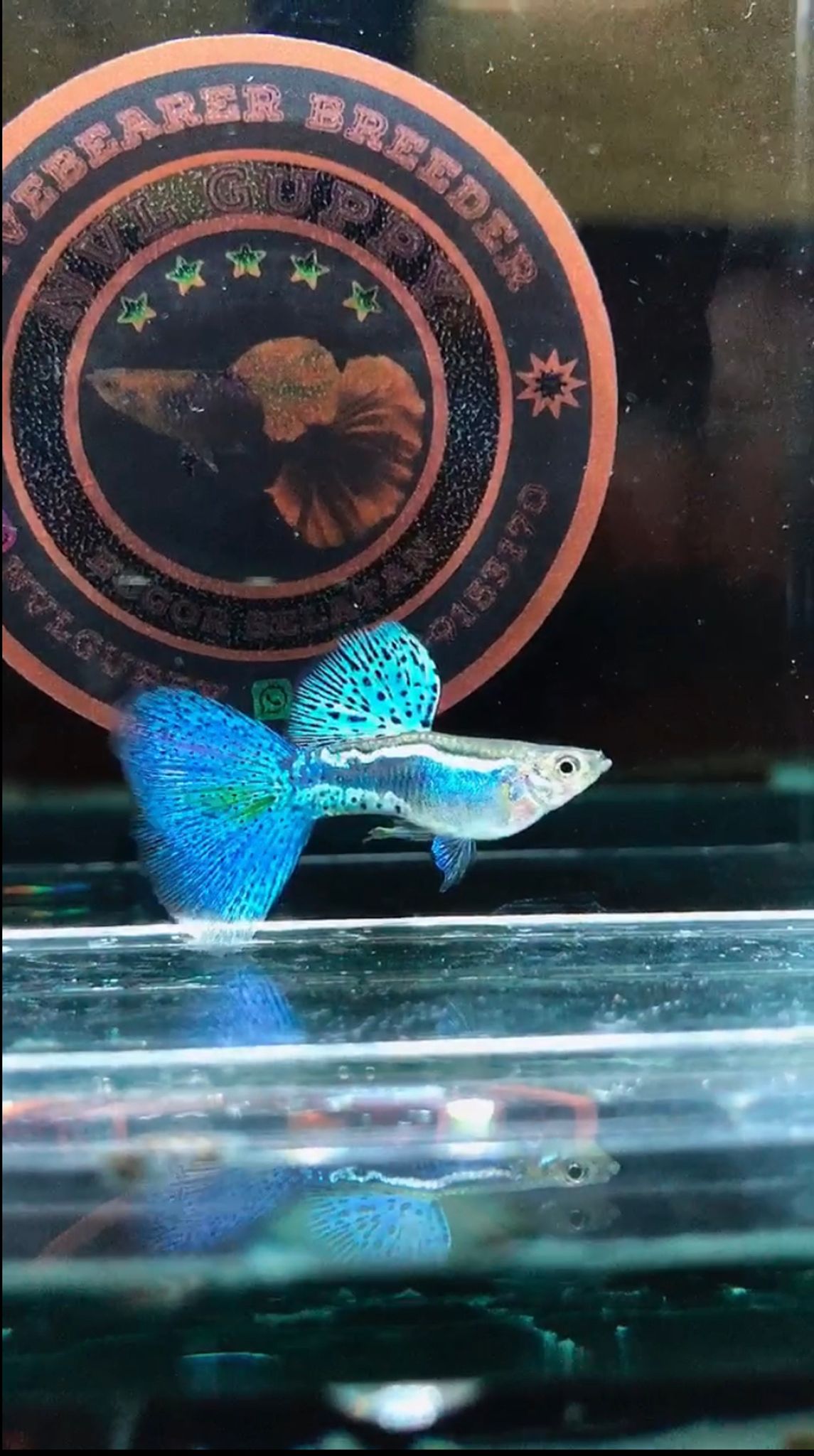 Guppy Blue Grass big dorsal big tail