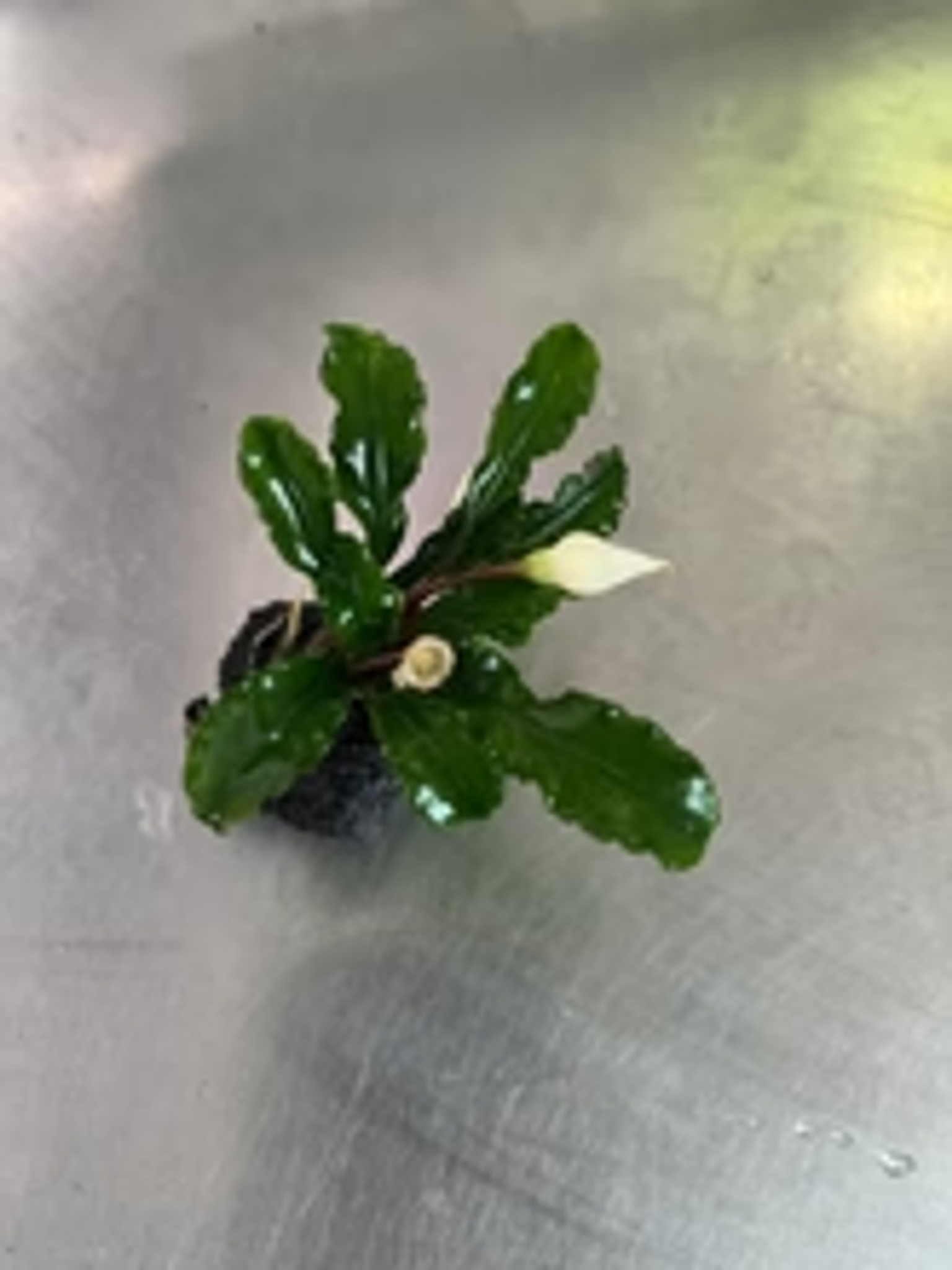 Bucephalandra Wavy Green