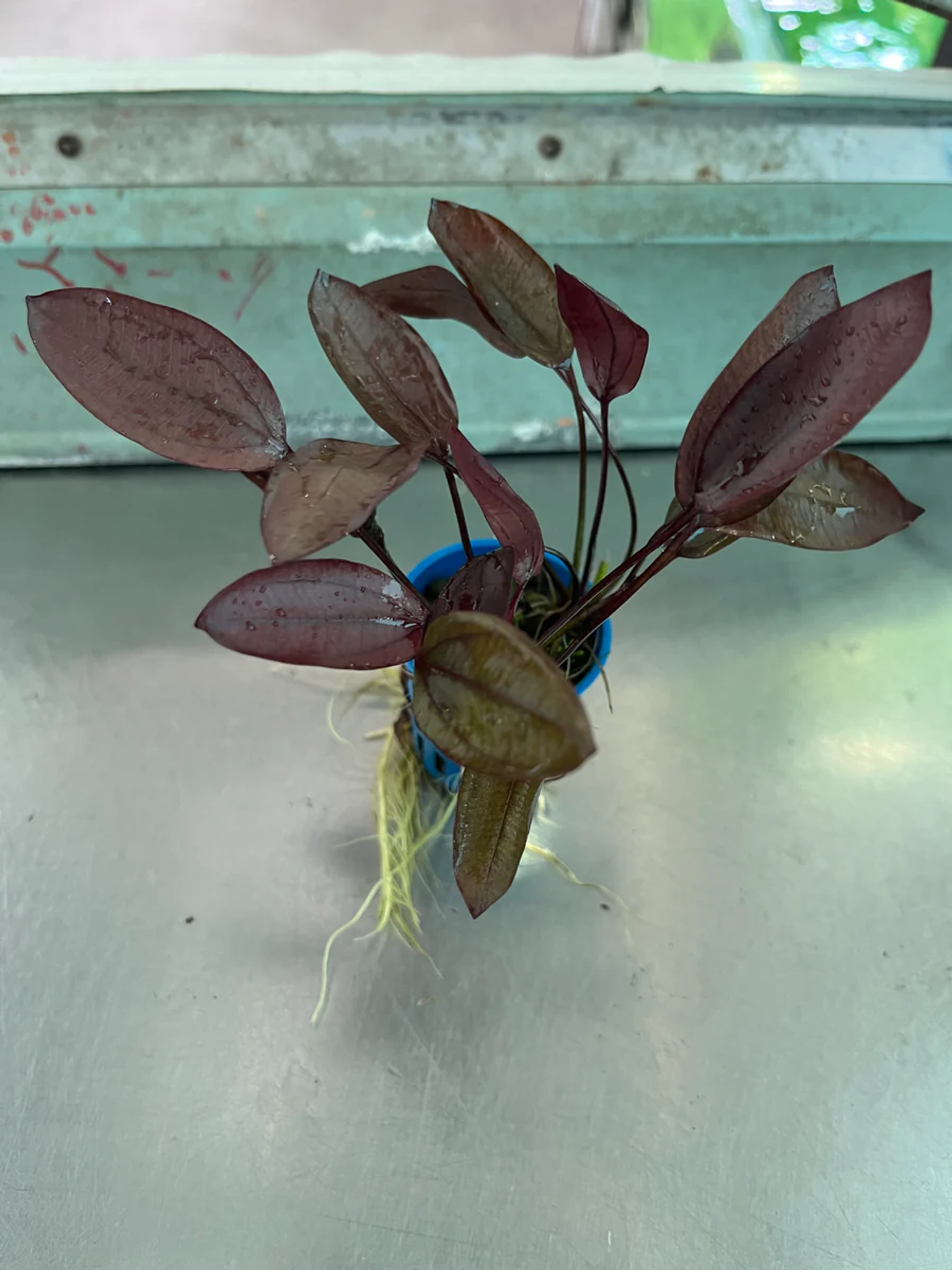 Echinodorus Aflame
