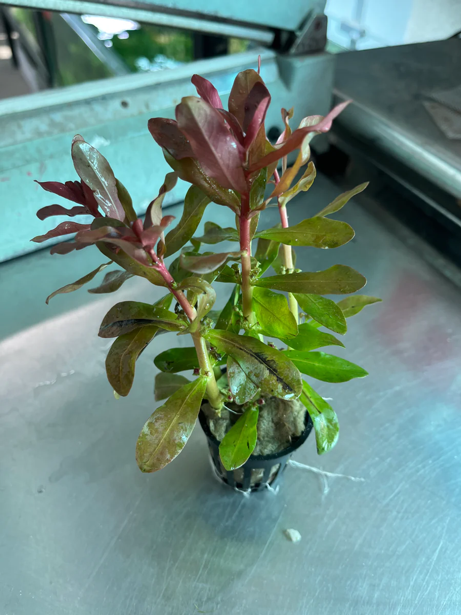 Ammannia Senegalensis