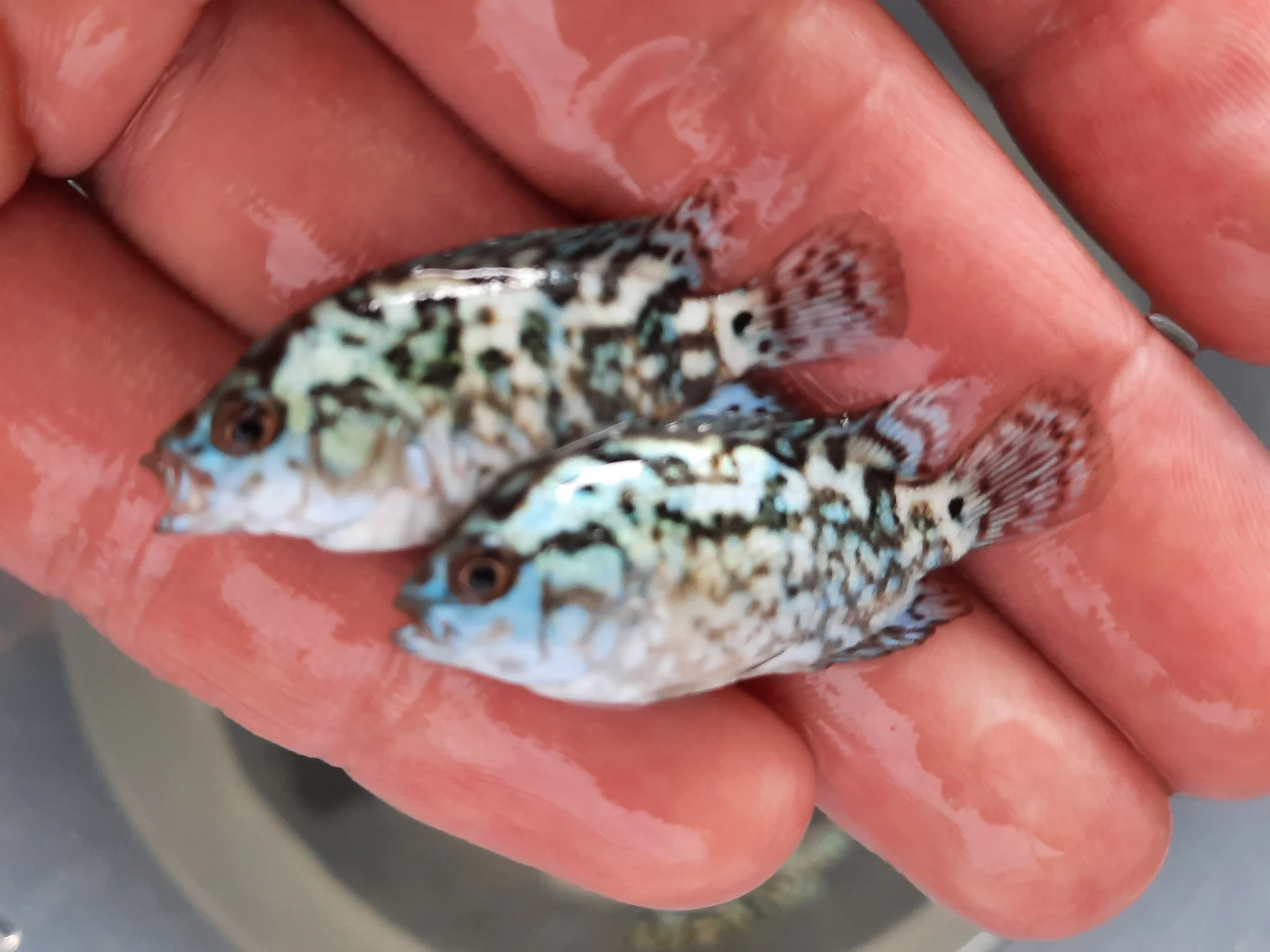 Electric blue dempsey 5cm