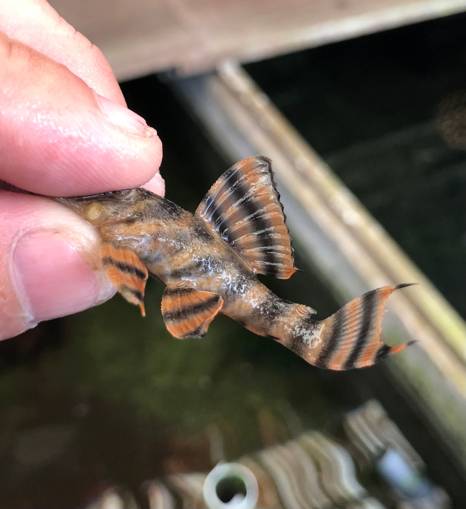 L397 Alenquer Tiger Pleco 3cm
