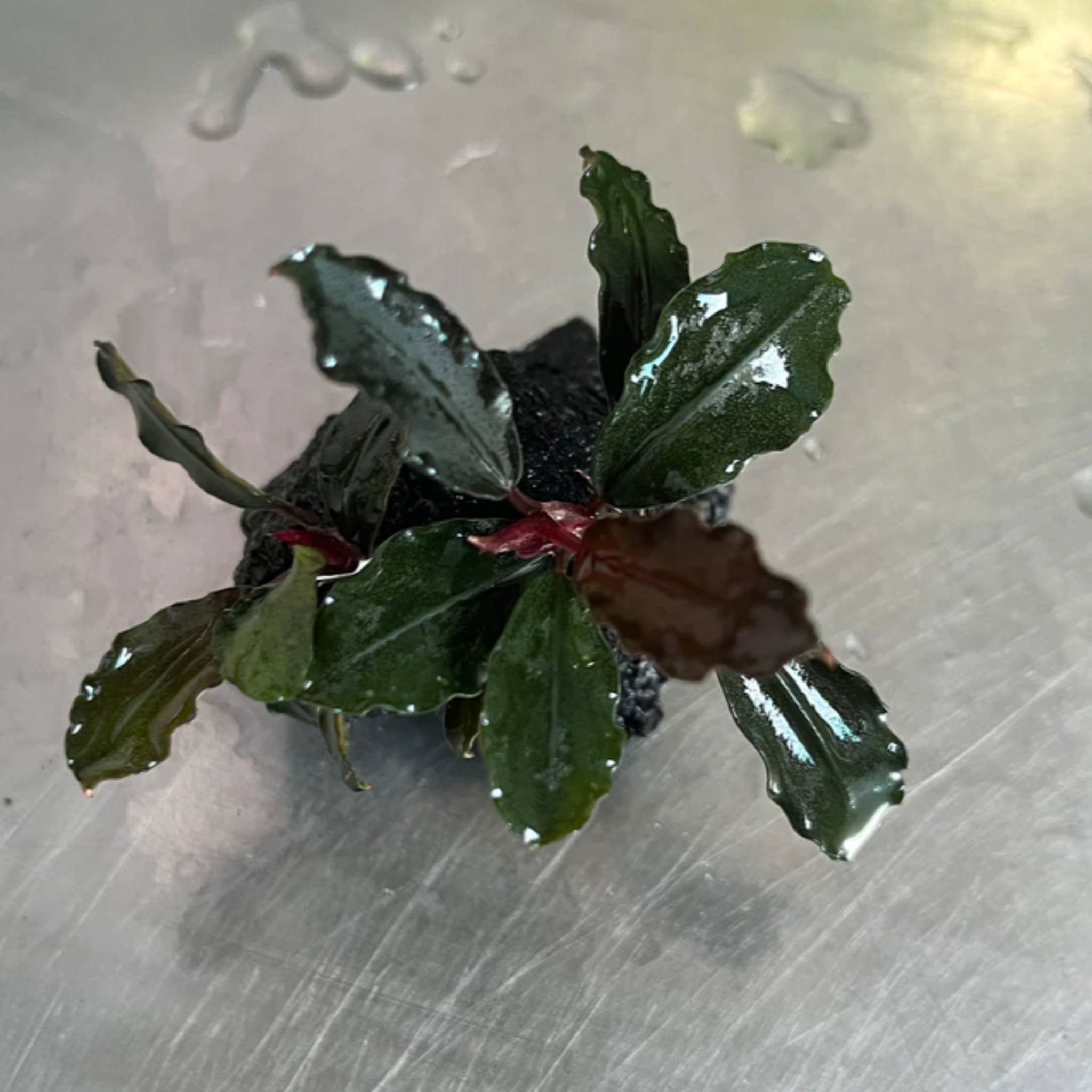 Bucephalandra Brownie Ghost
