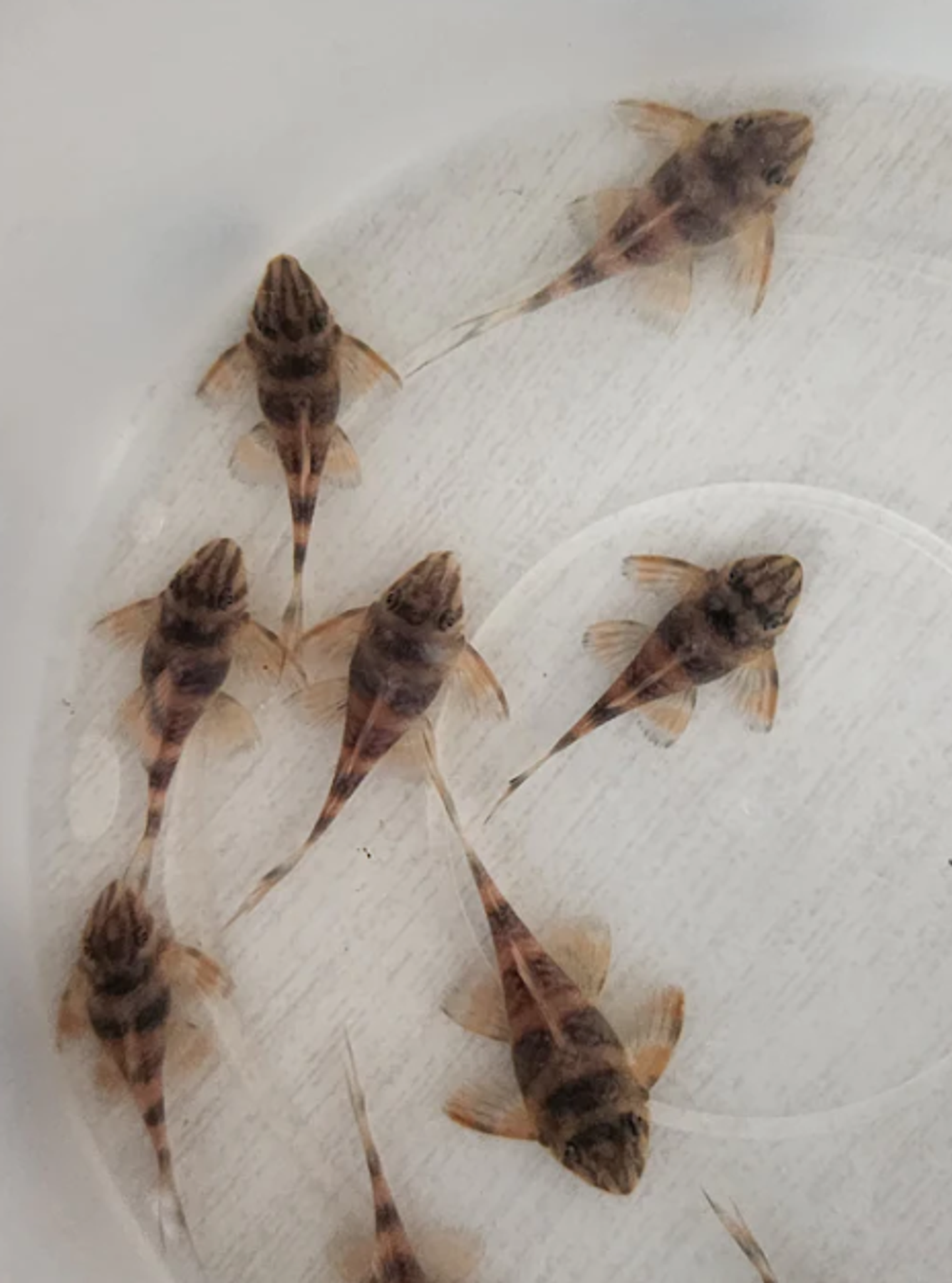 Pleco L306 4-4.5cm