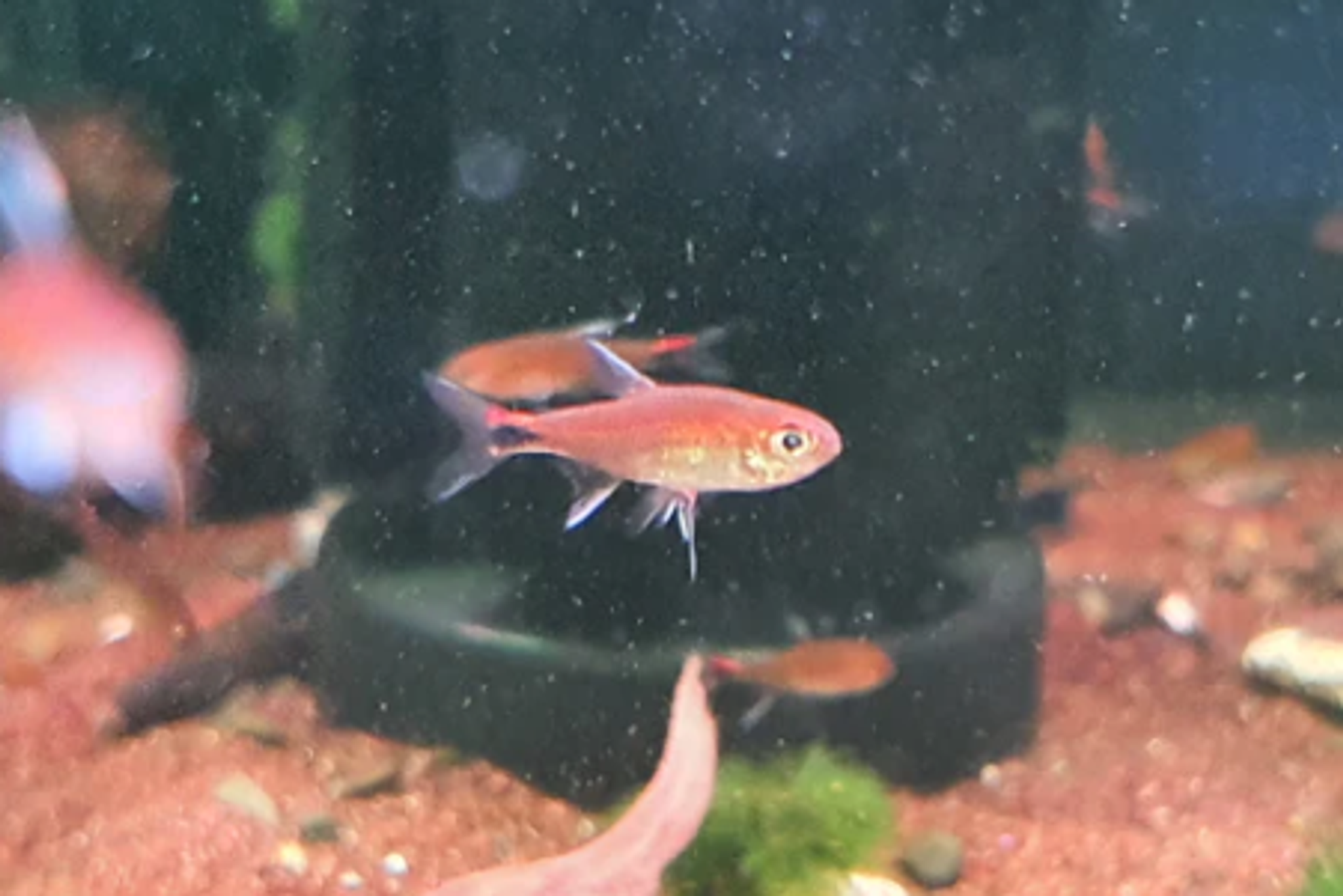 Ruby tetra 1.2cm