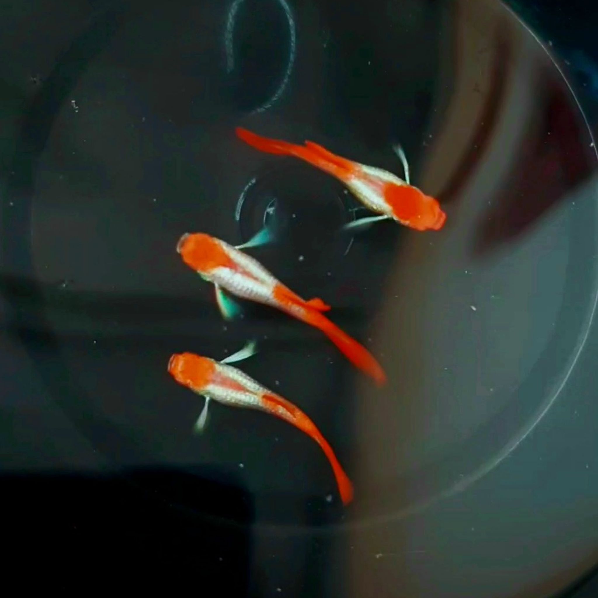 Guppy Albino Platinum Koi White Ear
