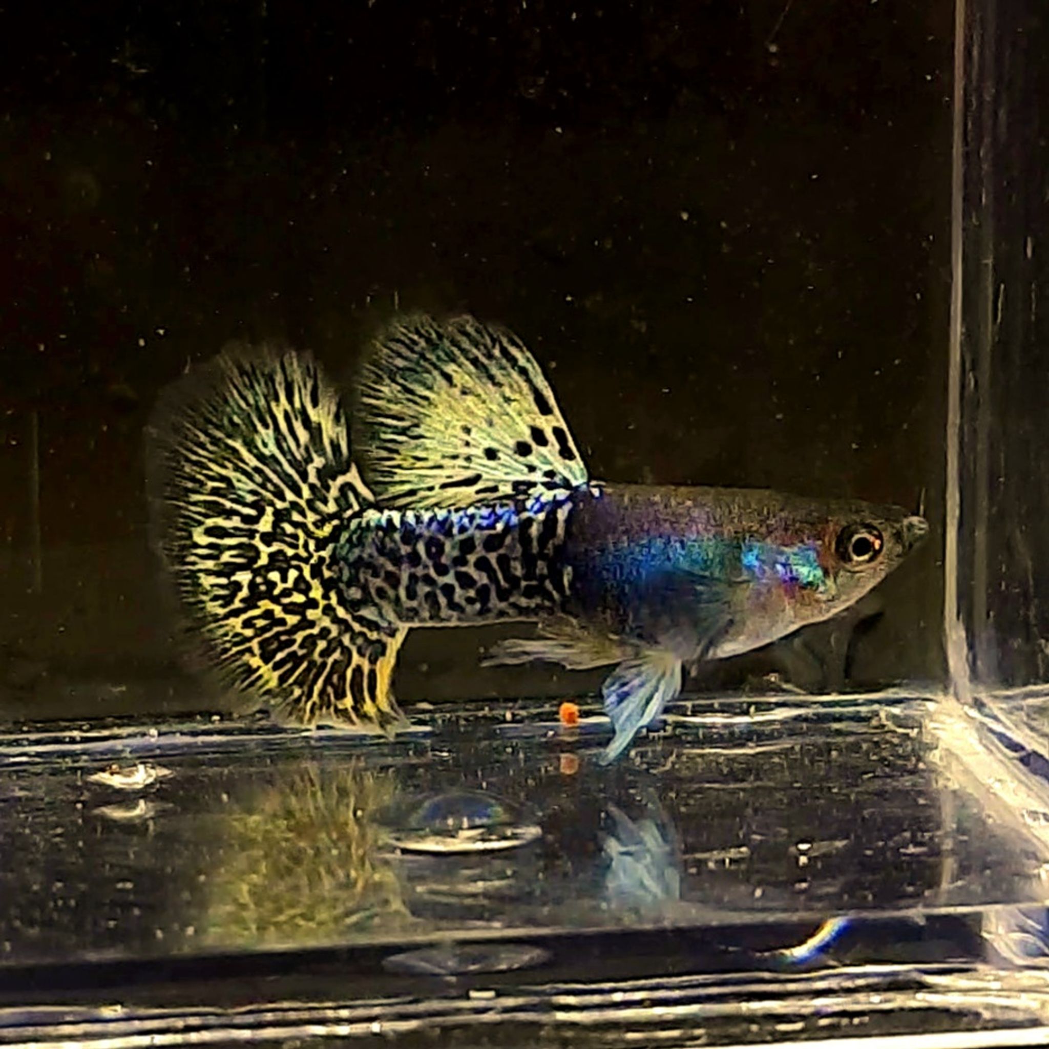 Guppy Metal Yellow Dragon Halfmoon