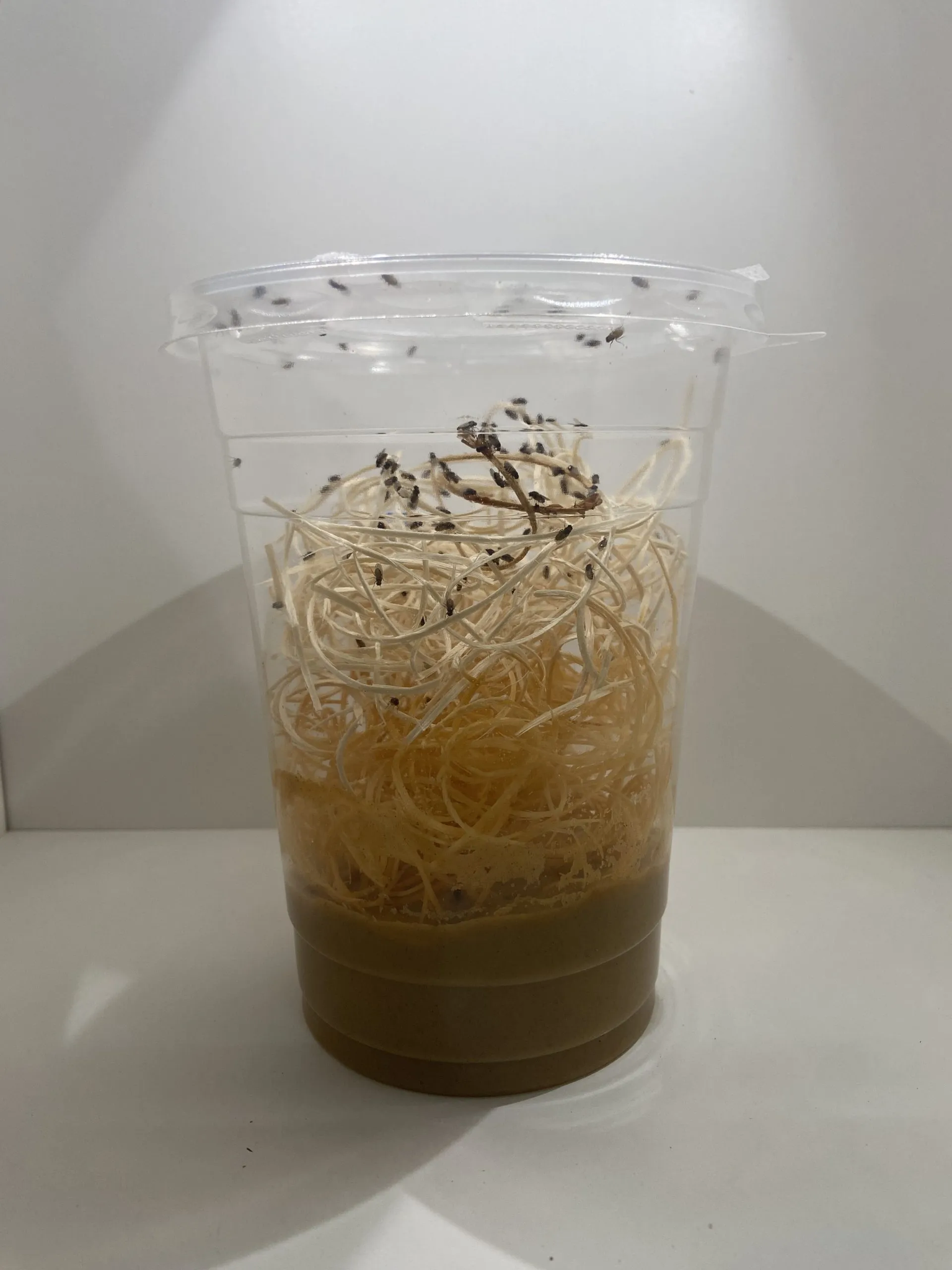 Flightless Fruit Flies
