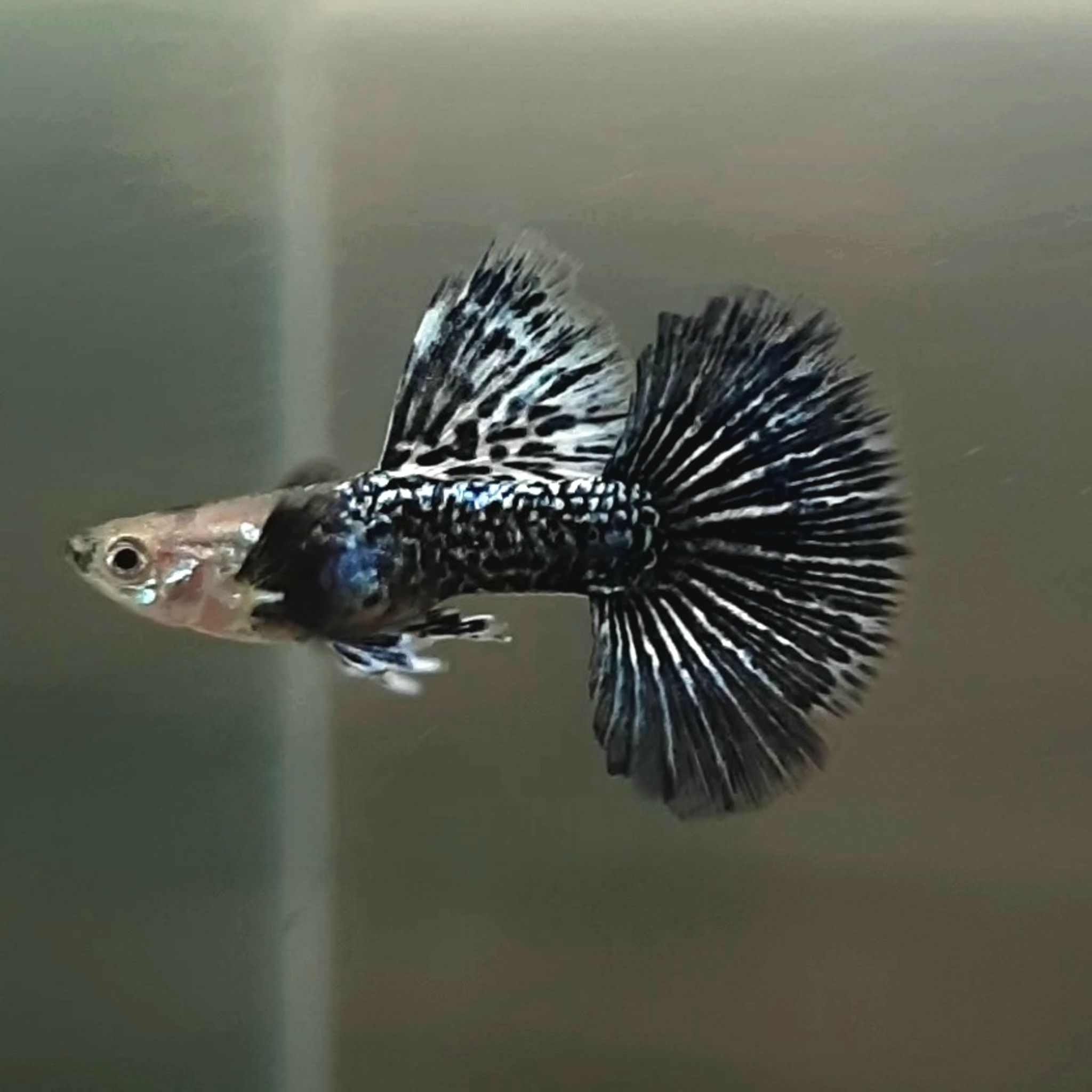 Guppy Green Dragon Halfmoon