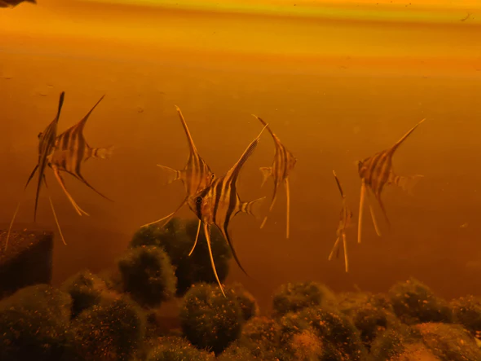 Pterophyllum Altum