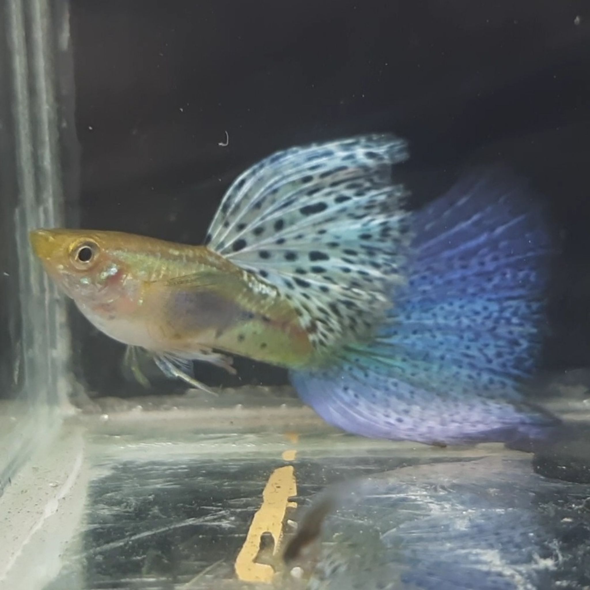 Guppy Blue Grass