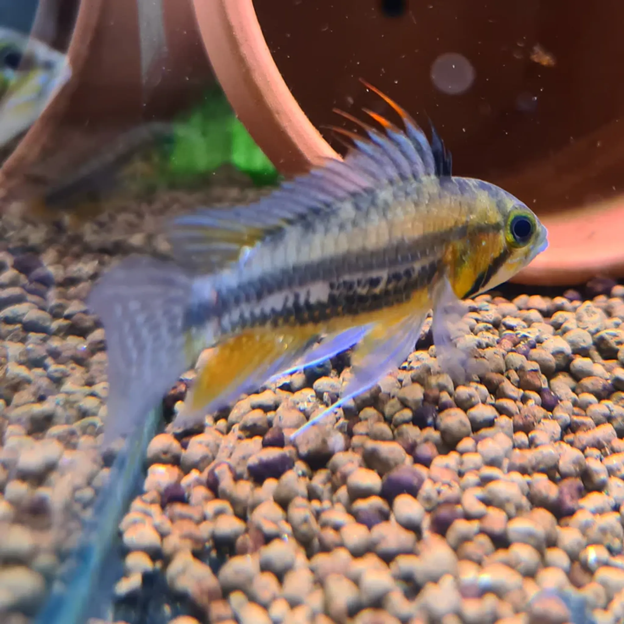 Apistogramma Cacatuoides "Orange"