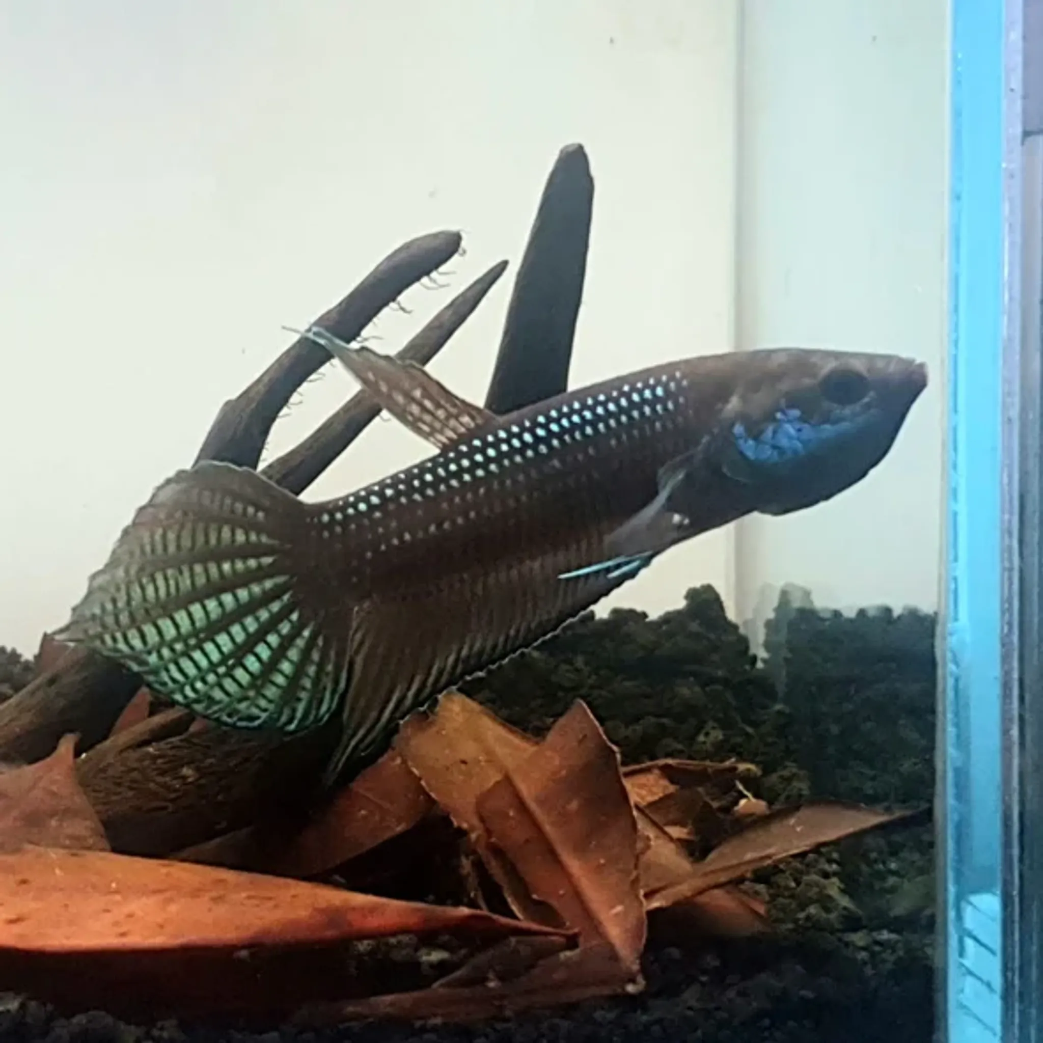 Betta Cracens