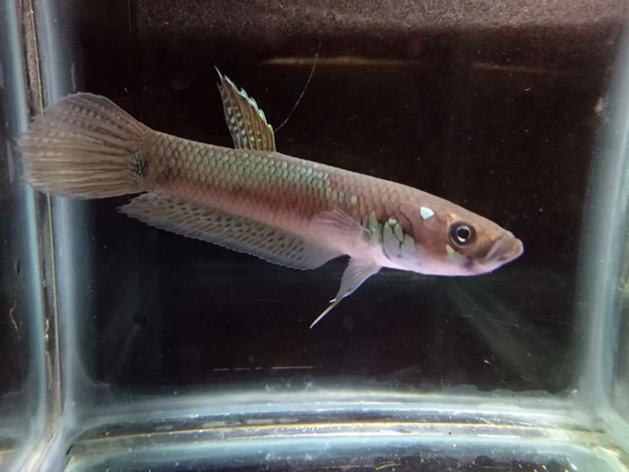 Betta Ocellata