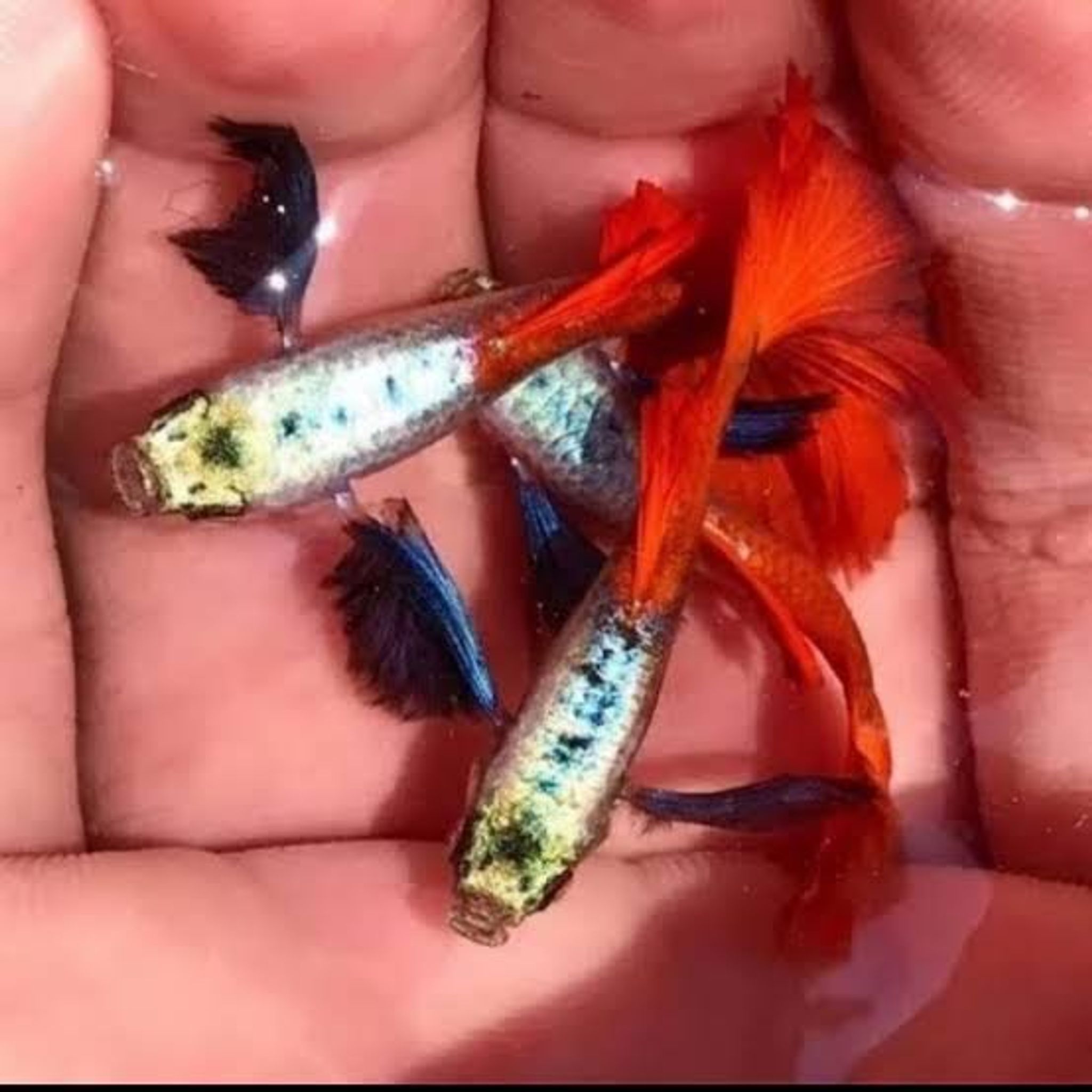 Guppy Prtde