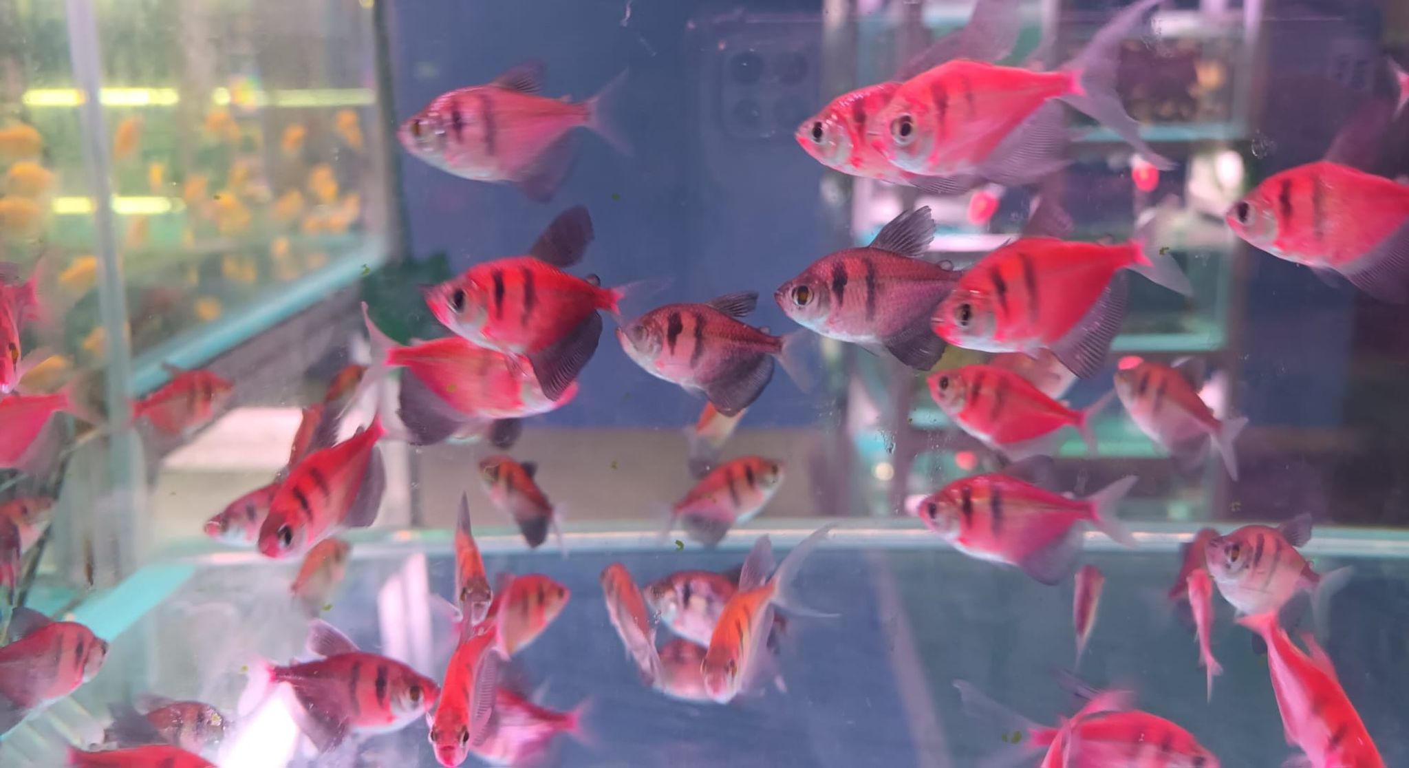 Luminous color tetra TT-0880