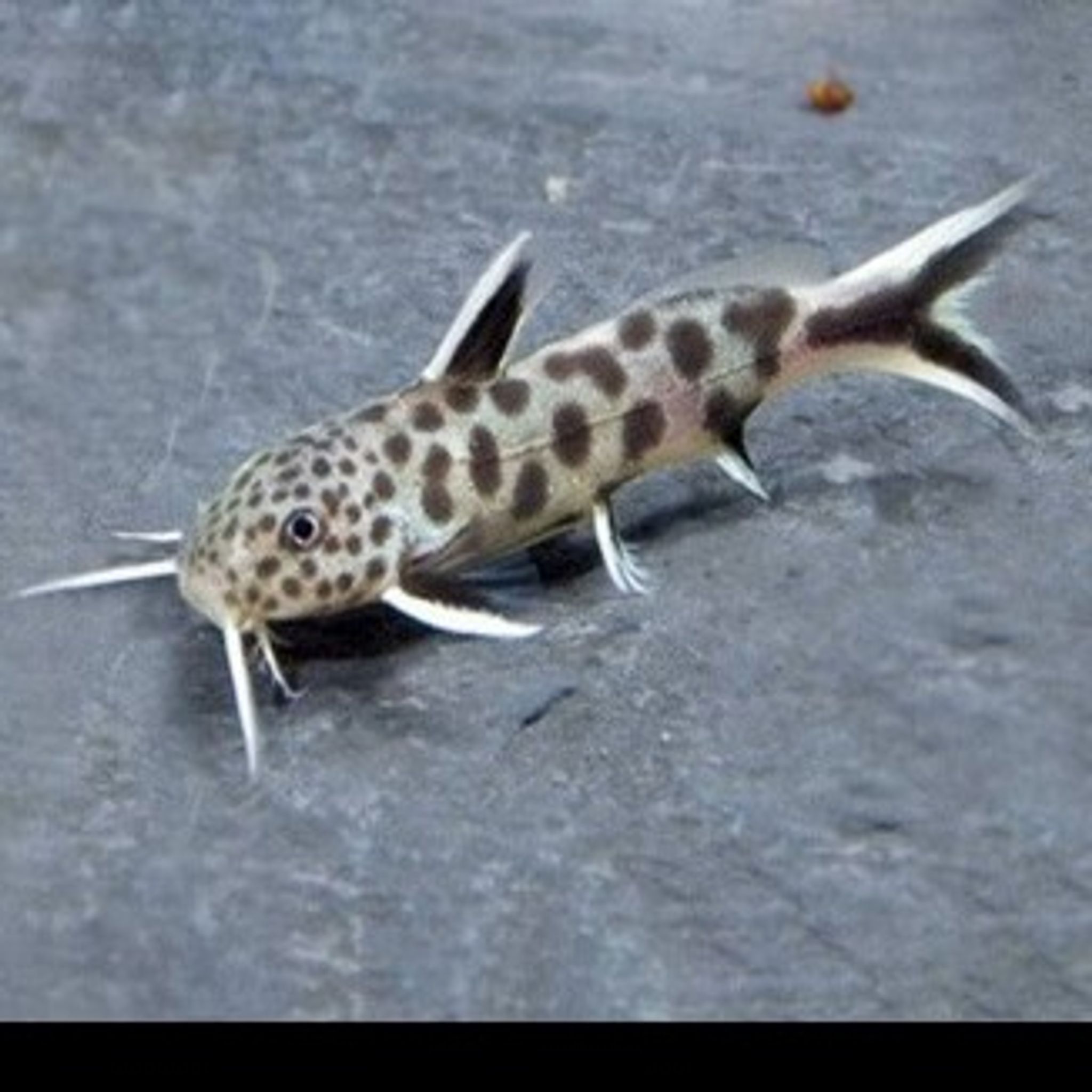 Synodontis Petricola Pink 2.5cm