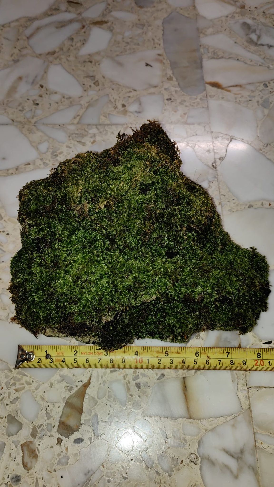Moss live moss on coral stone terrarium