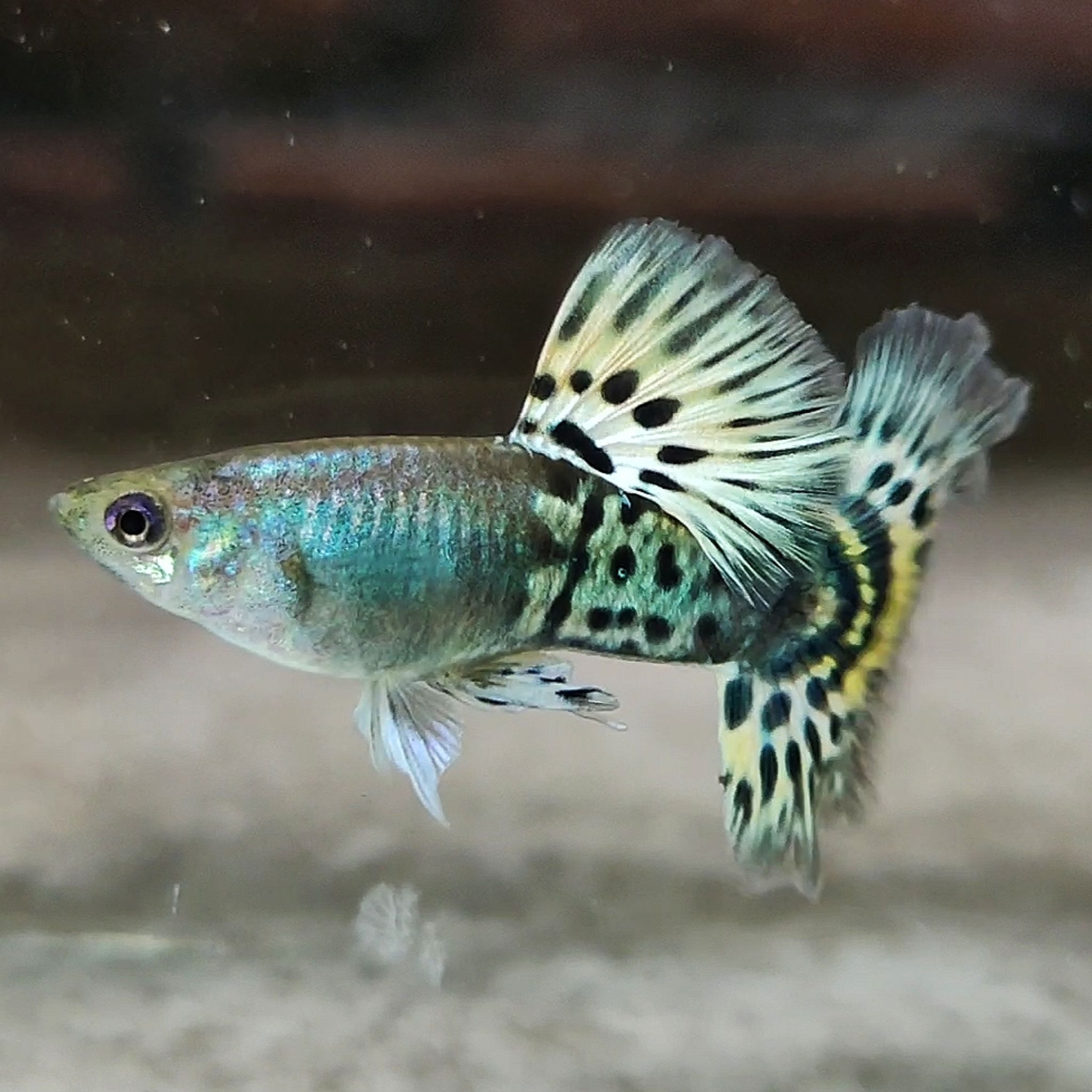 Mettal snakeskin yellow mosaik guppys