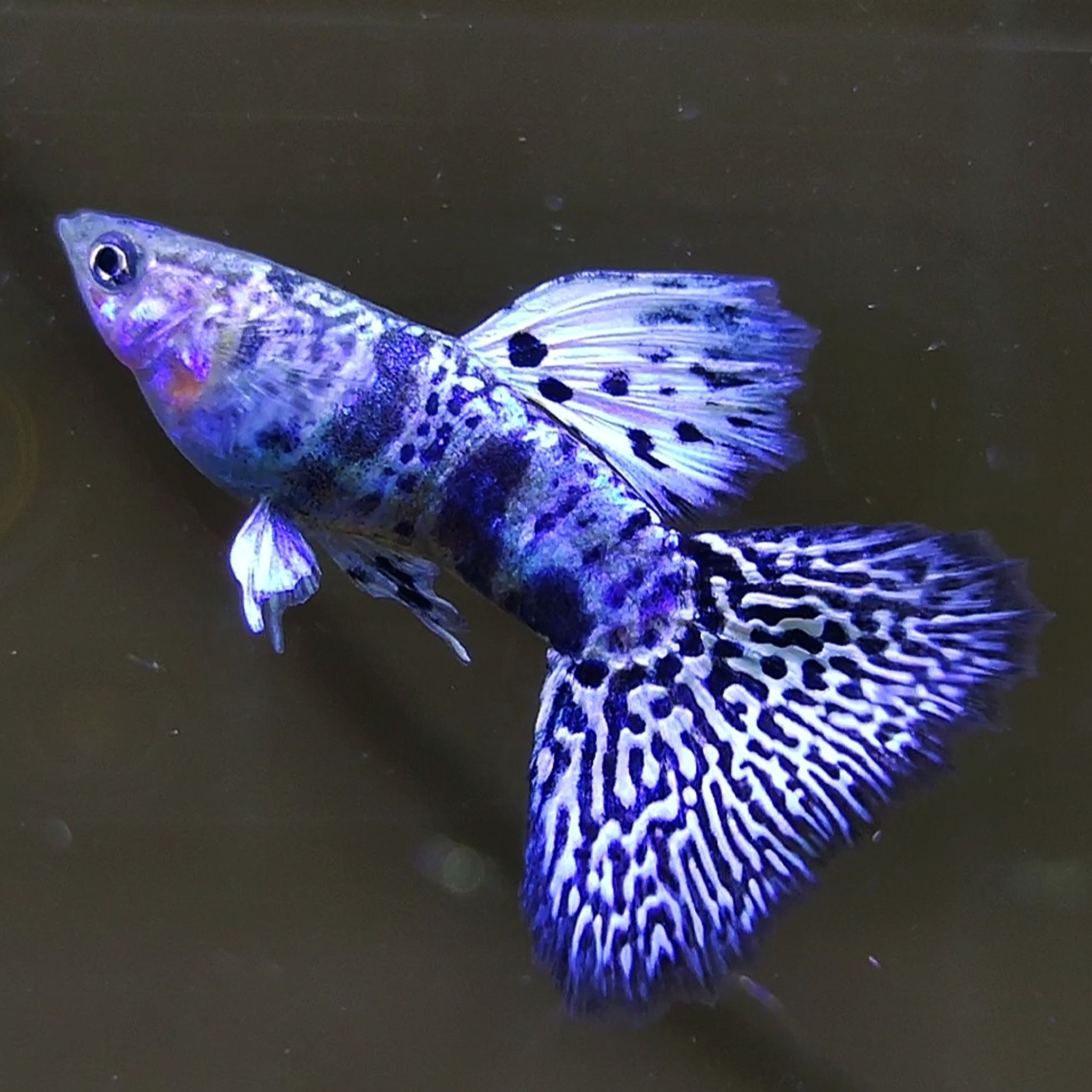Yellow Tiger King Cobra Guppys