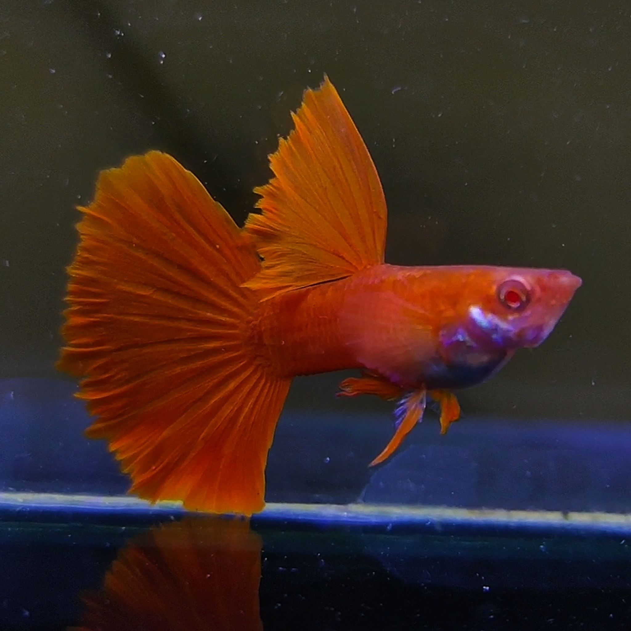 Albino full red Guppys