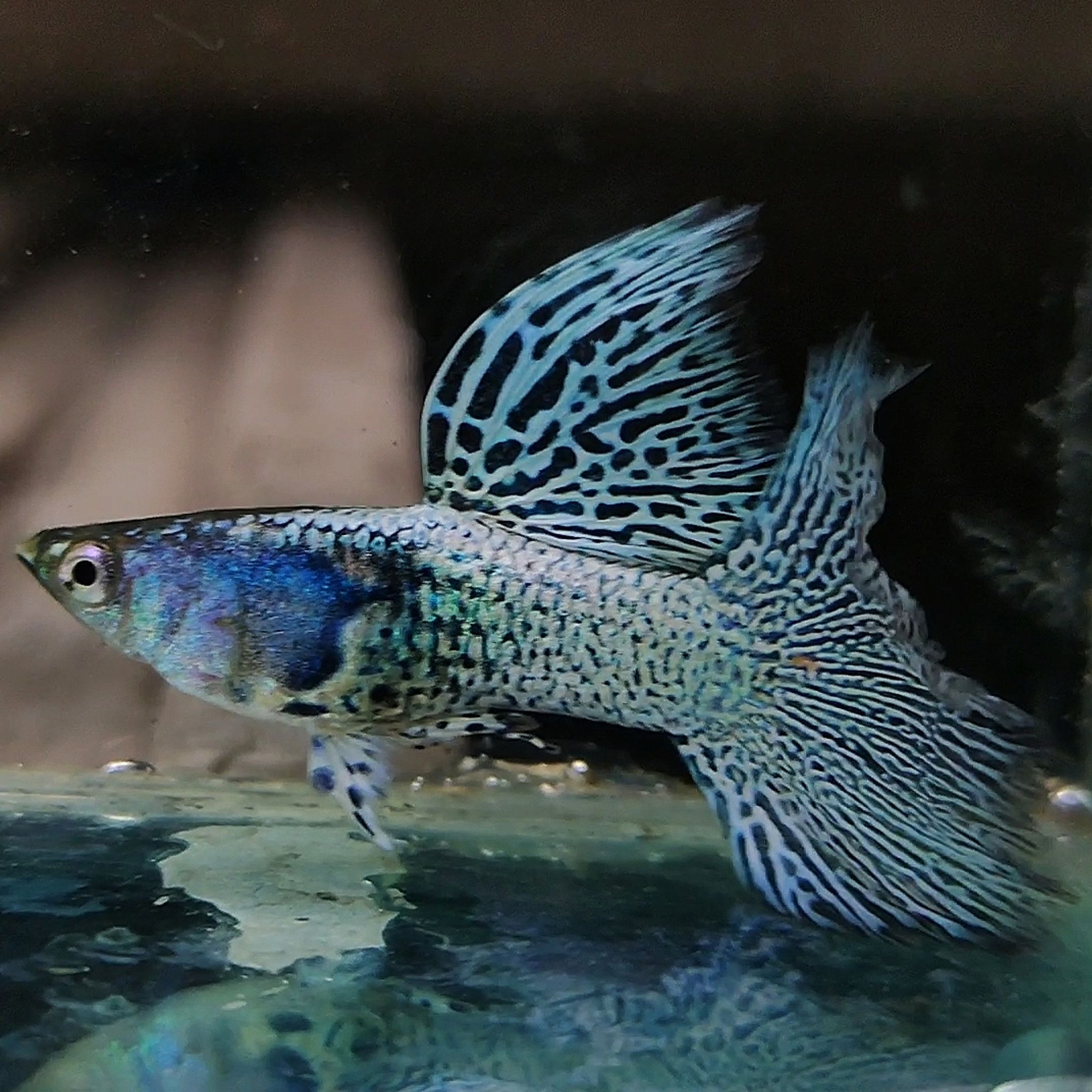 Mettal snakeskin blue Lace Guppys 