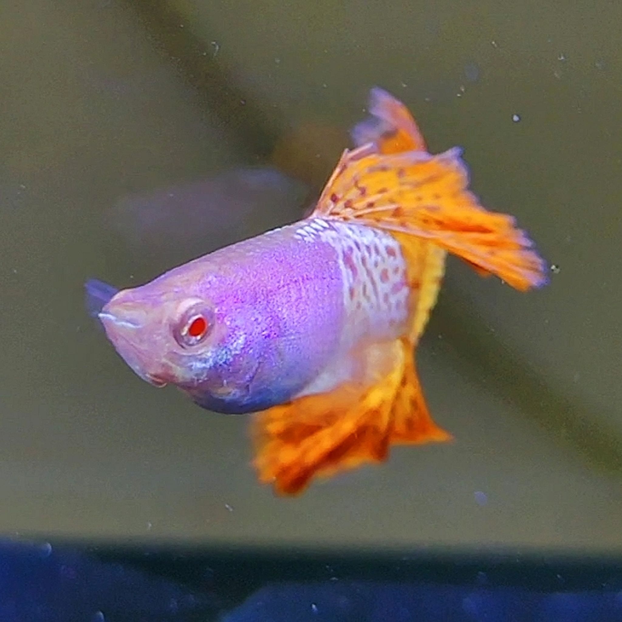Albino mettal snakeskin red lace ROSTAIL guppys