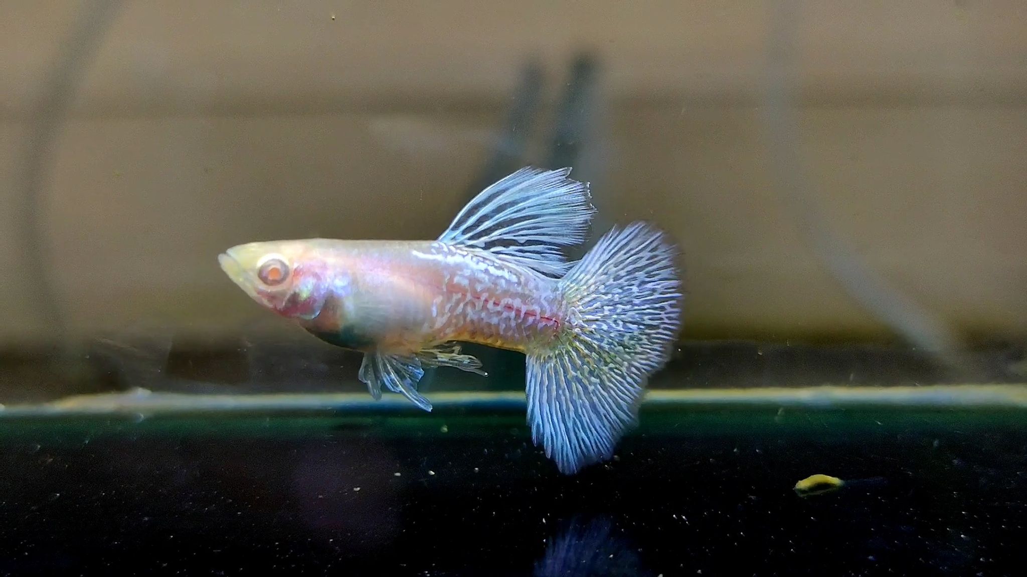 Albino mettal snakeskin blue dragon guppys