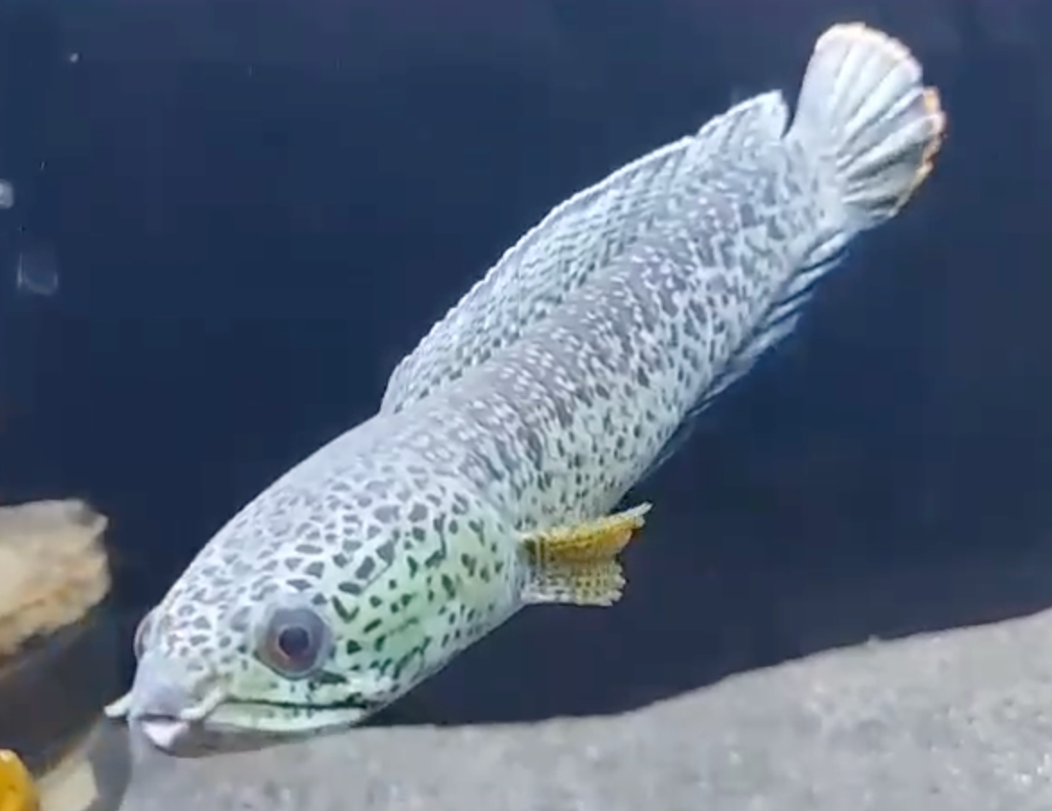 Channa Barca 25 cm