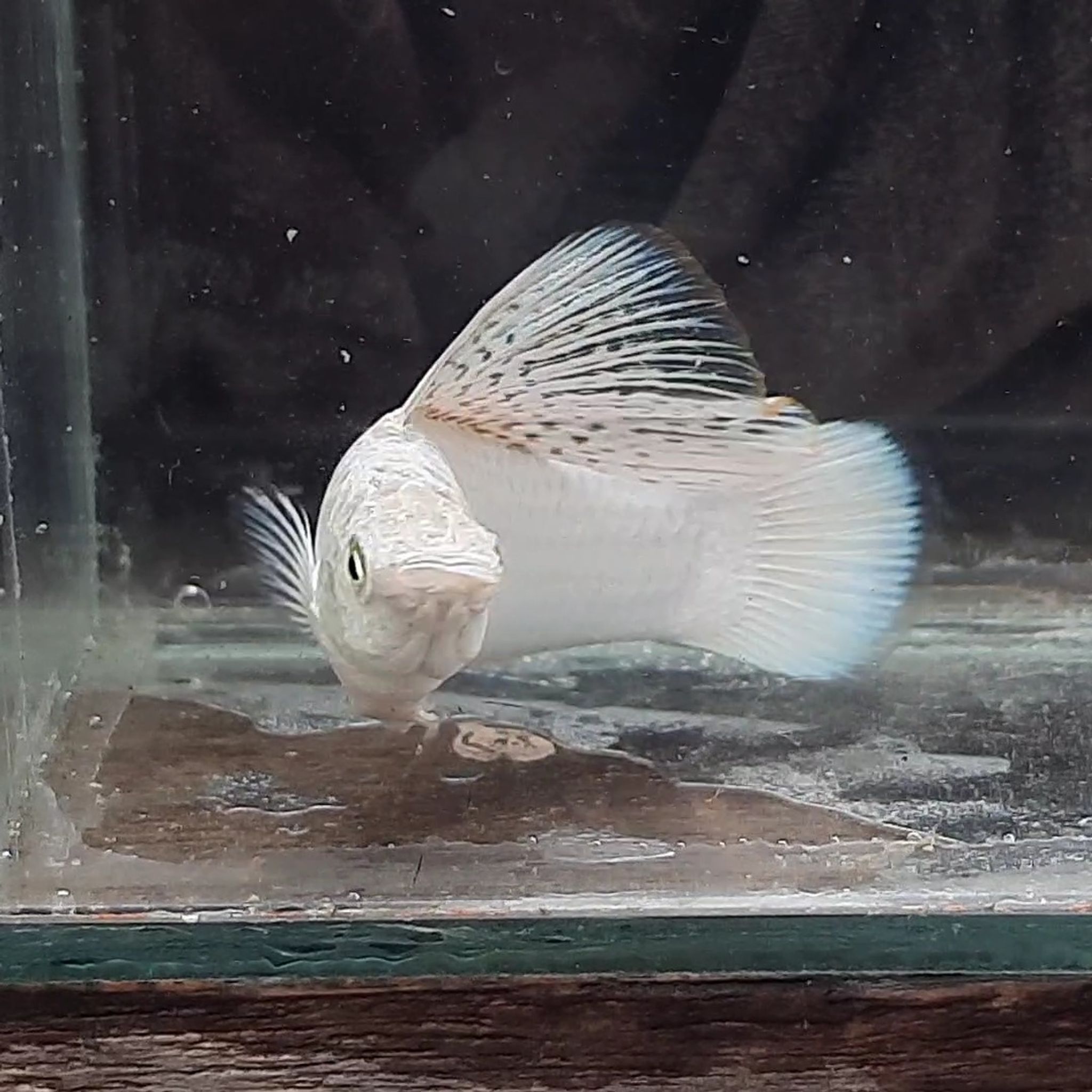 Molly Platinum Sailfin