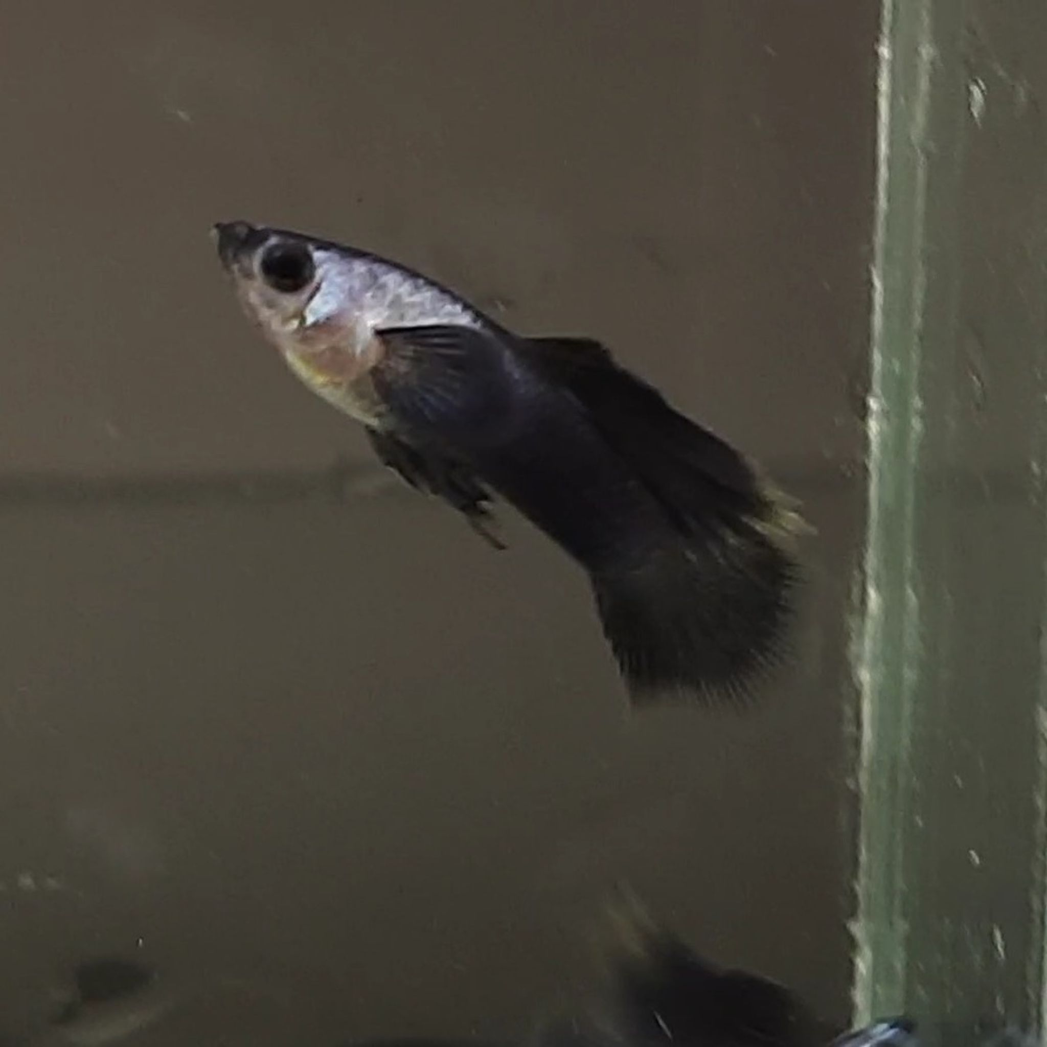 Guppy Mini Panda