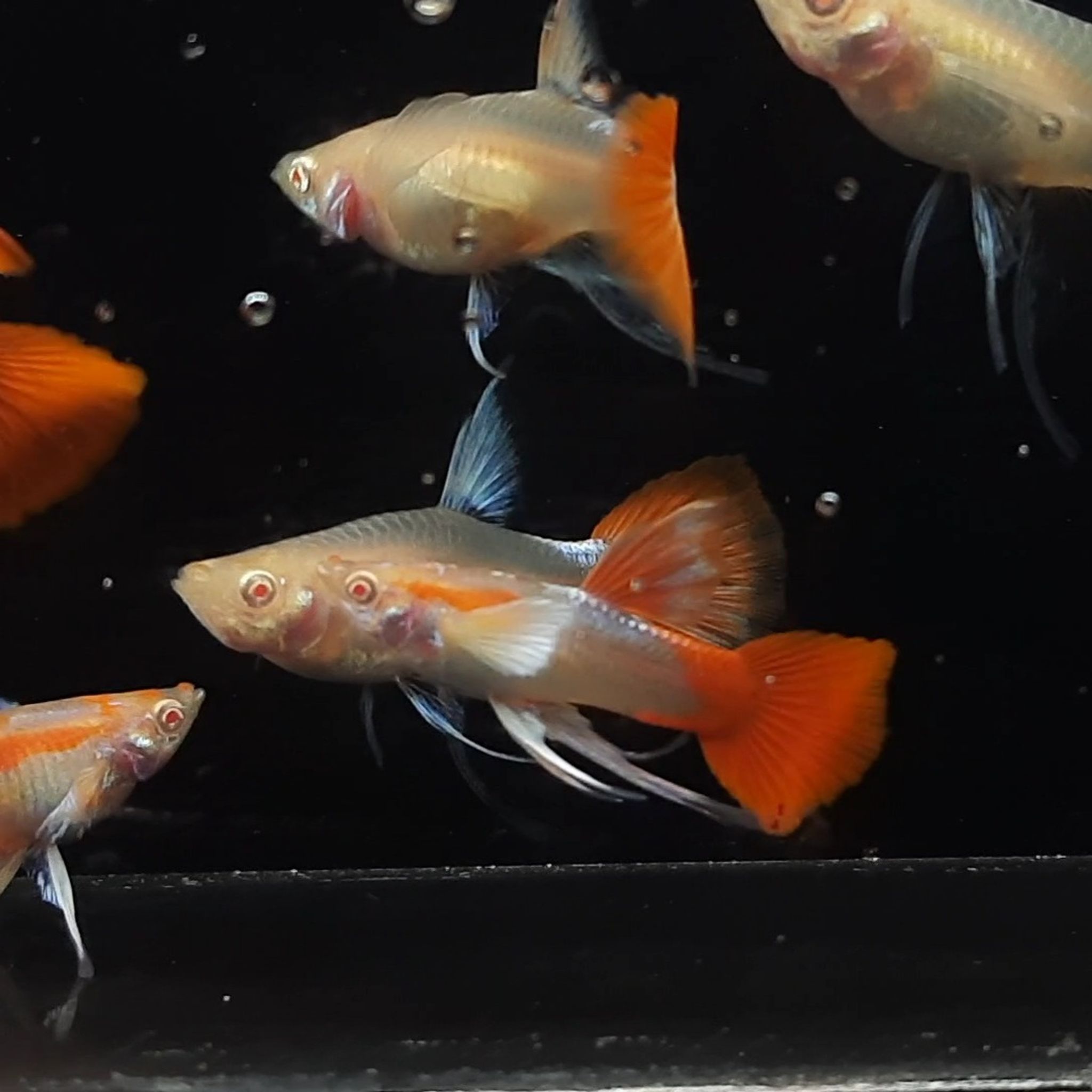 Guppy Albino Tuxedo Redtail White Ear Ribbon
