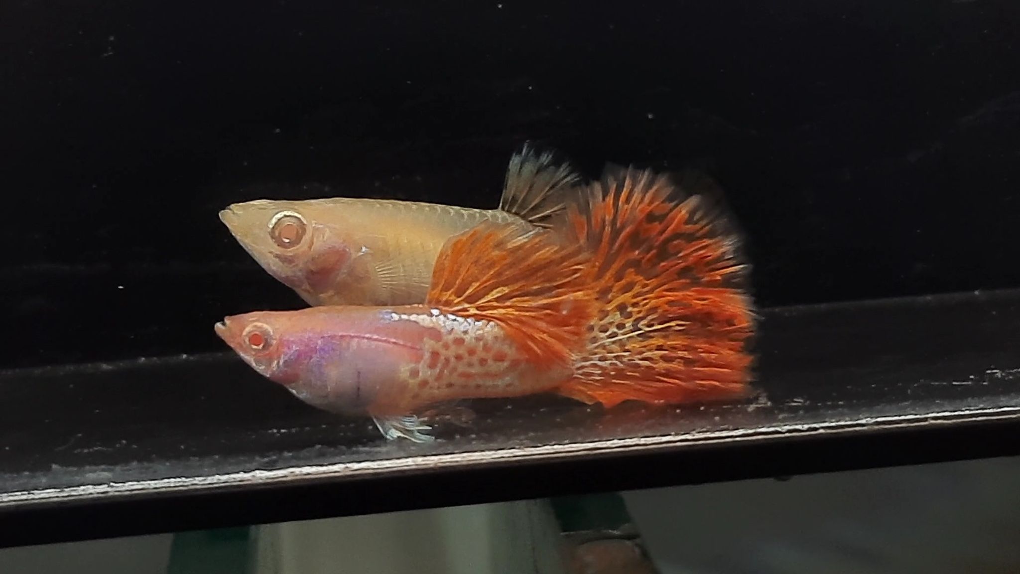 Guppy Albino Metal Red Lace Rosetail