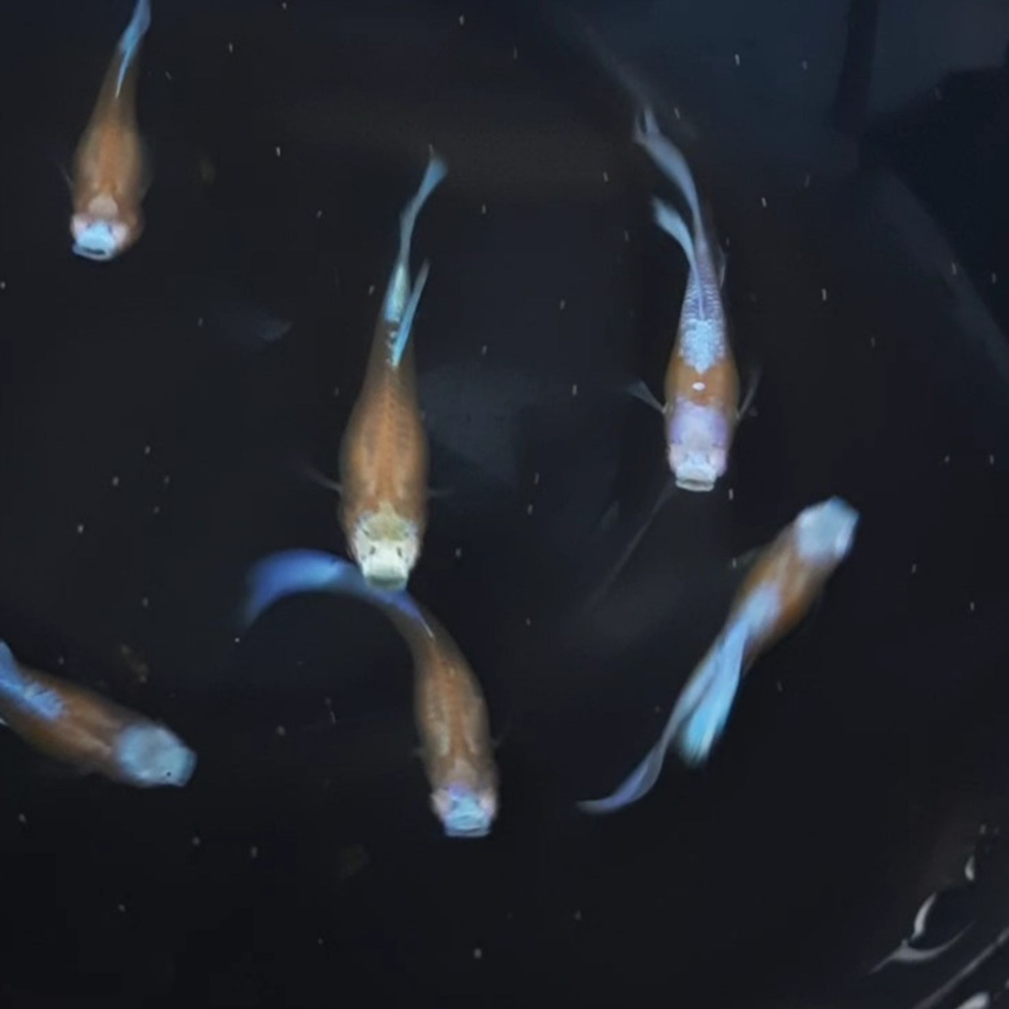 Guppy Albino Blue Koi