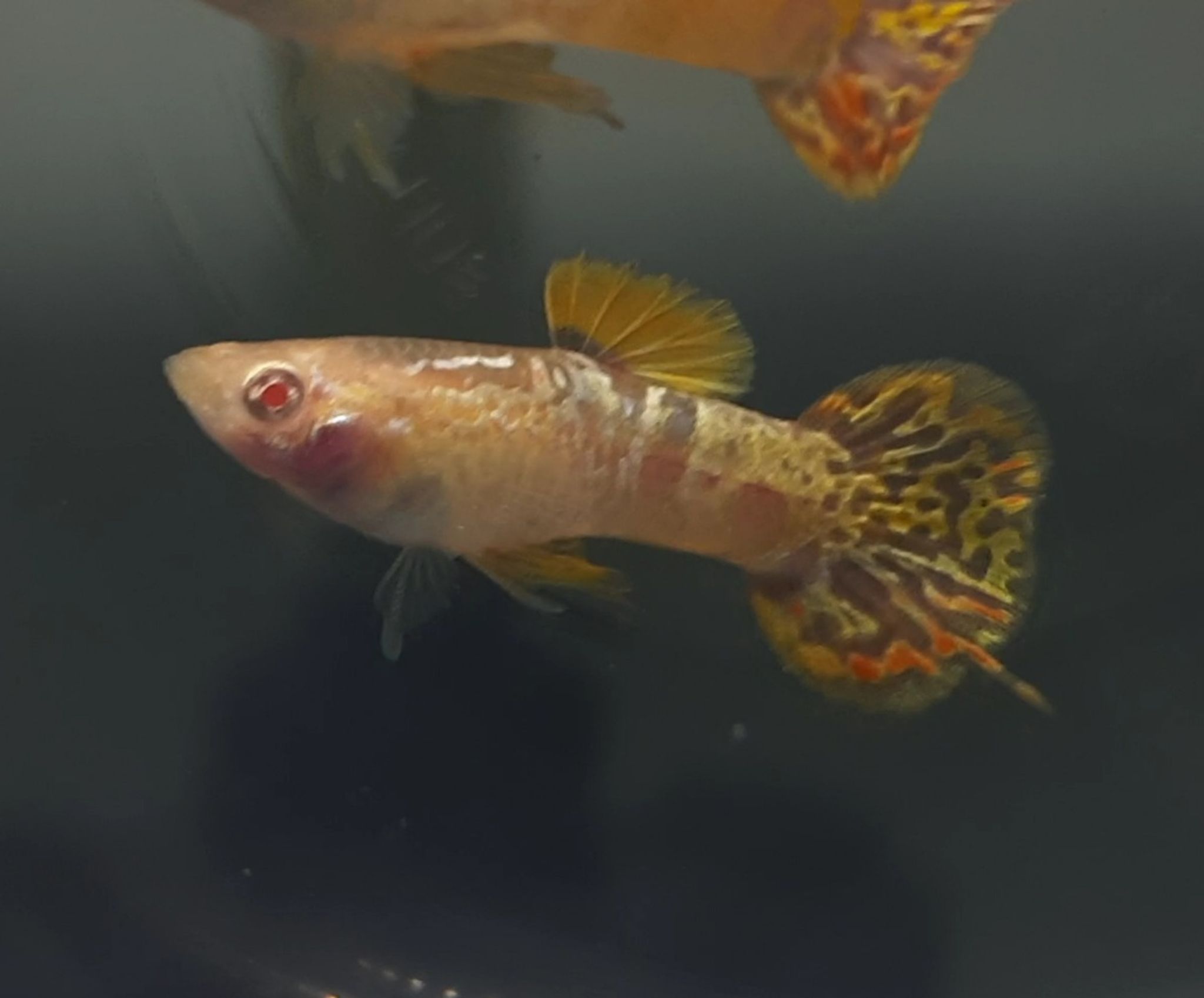 Guppy Albino YTKC Roundtail