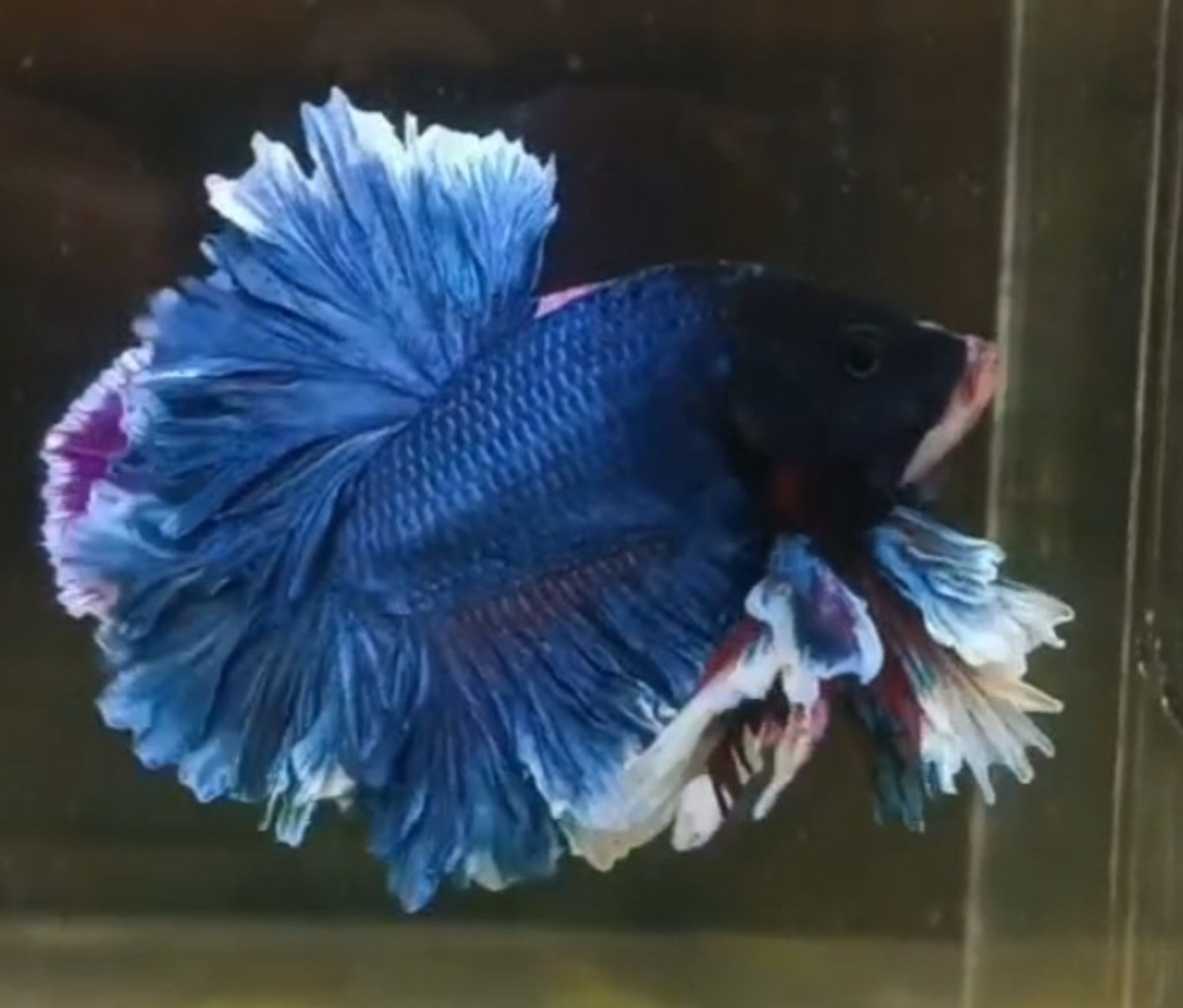Pk king rosetail(brocoli)