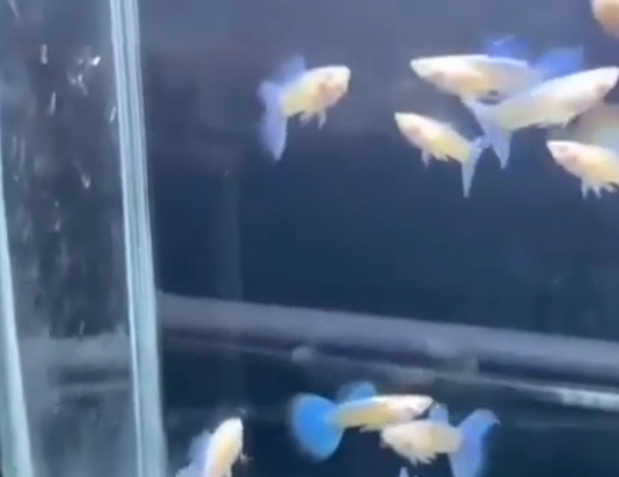 Albino blue topaz big fin C